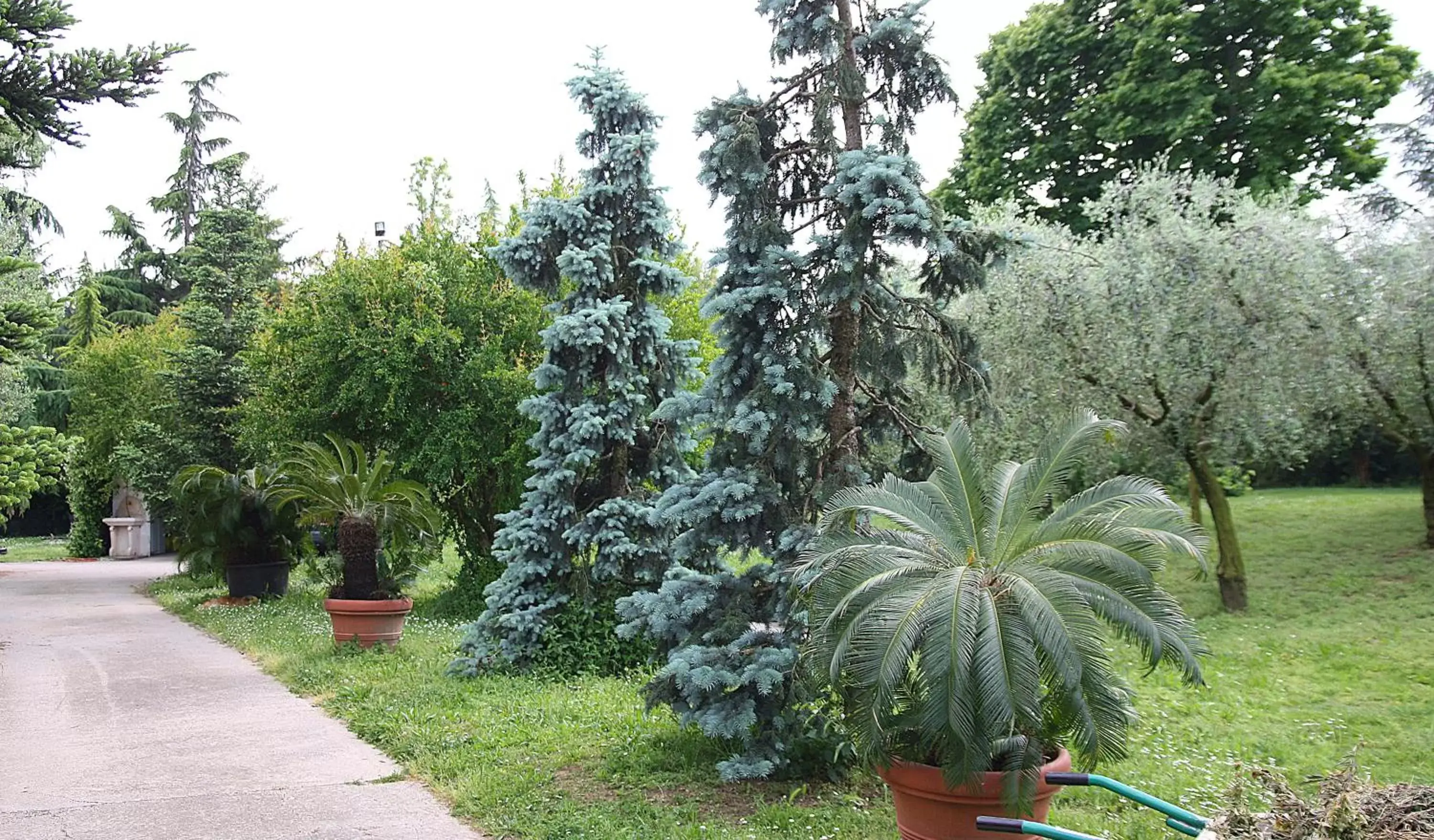 Garden in San Giorgio Lazise