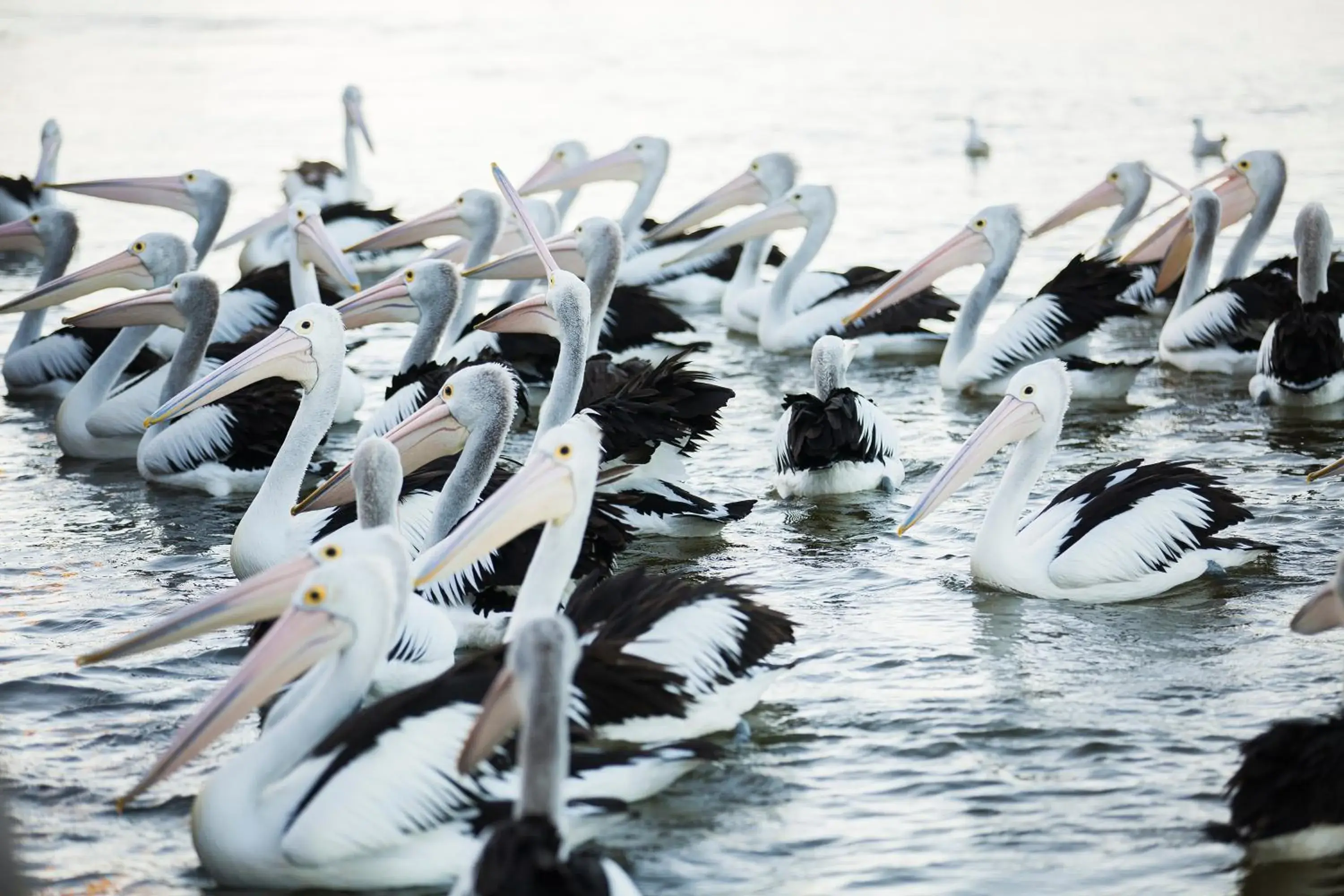 Nearby landmark, Other Animals in Ibis Styles The Entrance