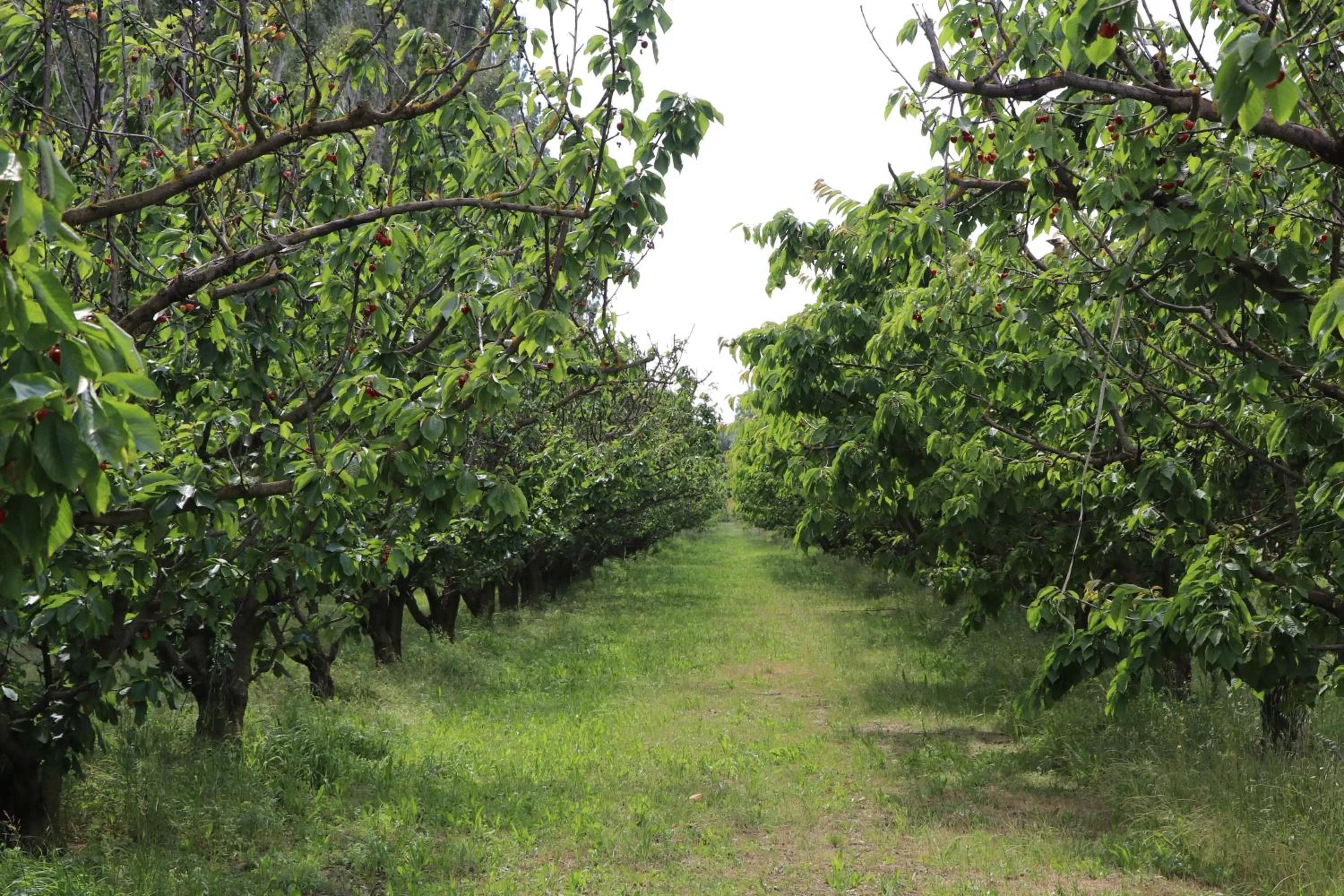 Natural landscape in Le Mas des Cerisiers JACUZZI et SAUNA inclus pour tous les logements