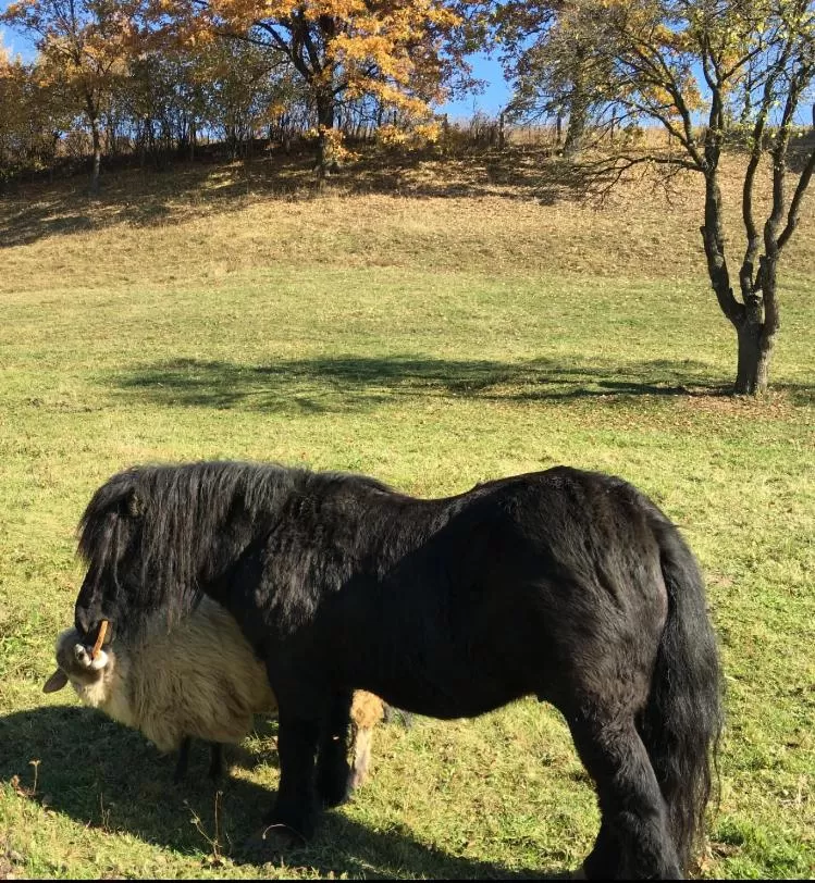 Day, Other Animals in Pensiunea SilvAnka