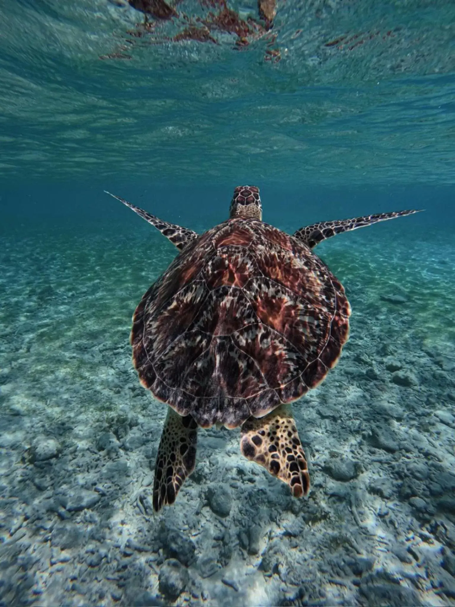 Snorkeling, Bird's-eye View in Seri Resort Gili Meno - Adults Only