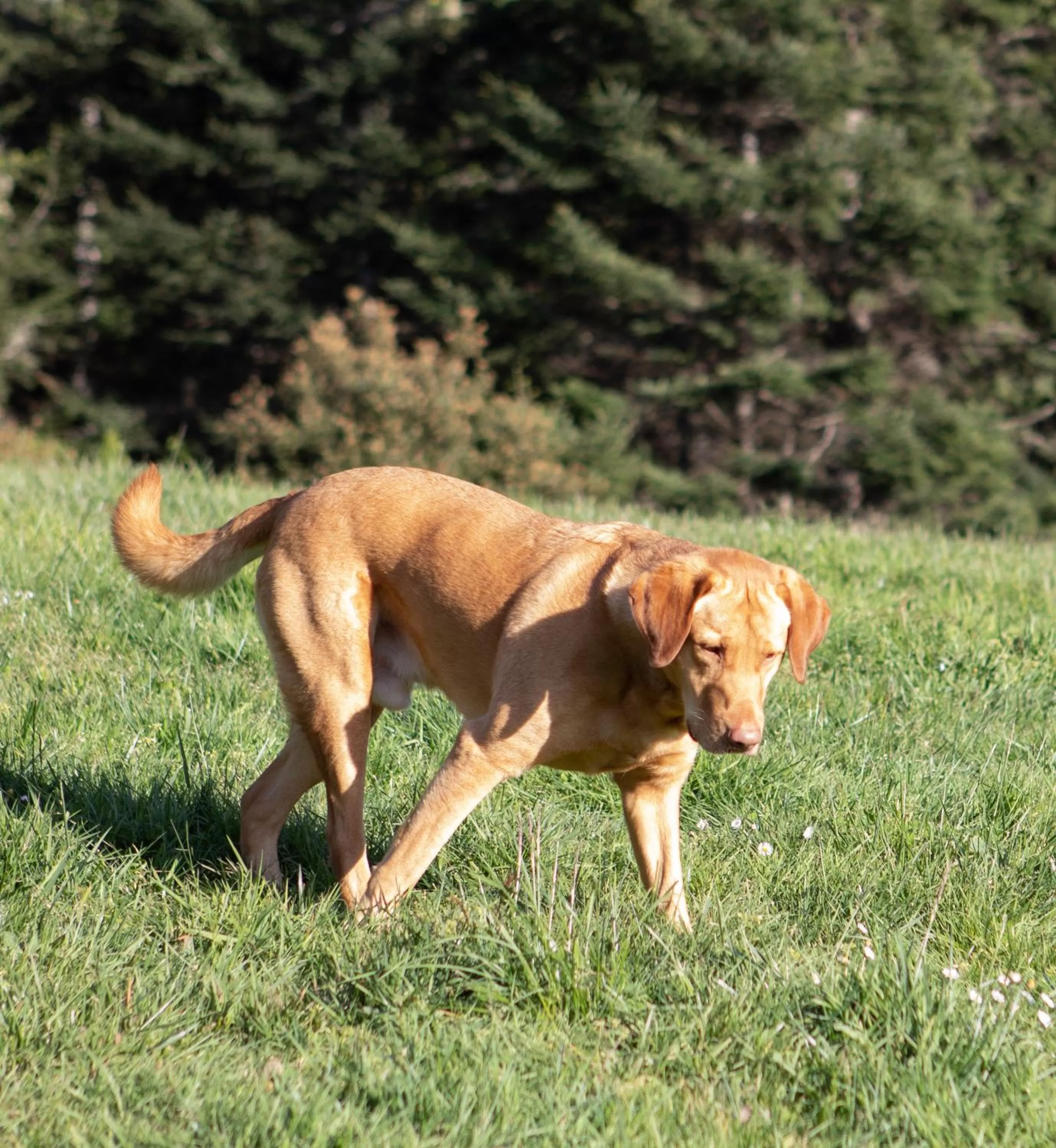 Pets in Inn at Schoolhouse Creek