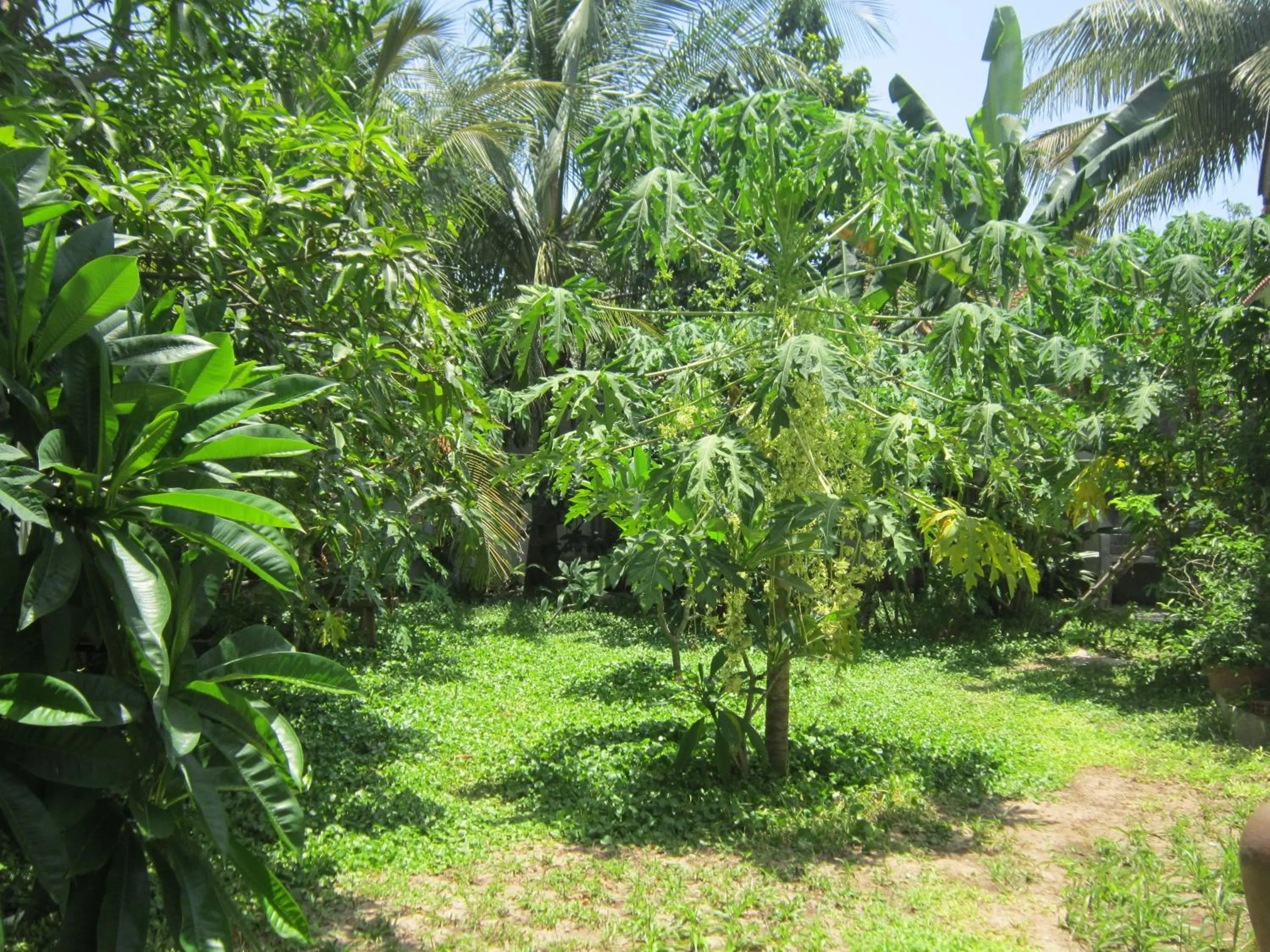 Garden in Local Beach Homestay