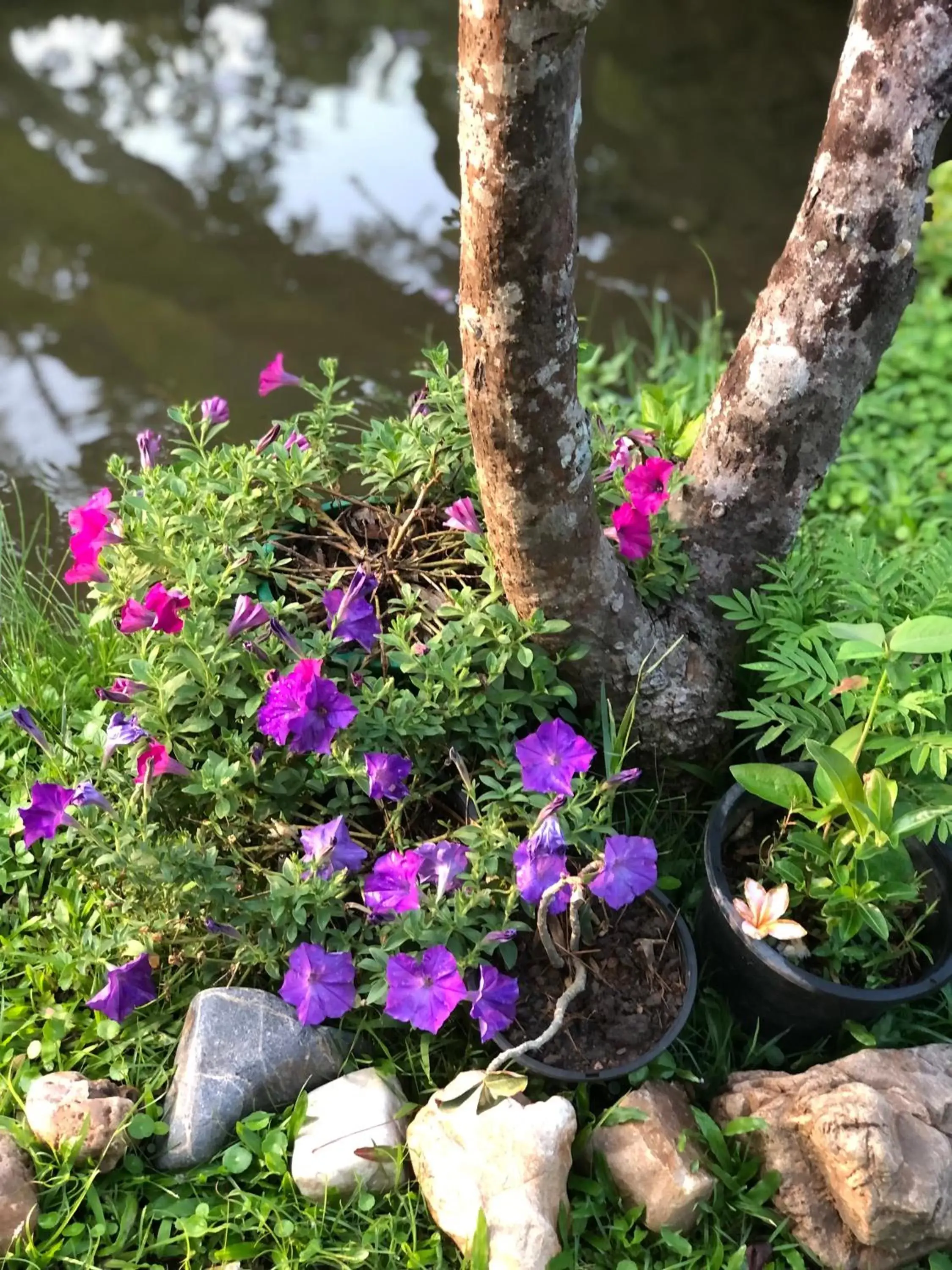 Garden view in Pura Vida Pai Resort Garden view in Pura Vida Pai Resort