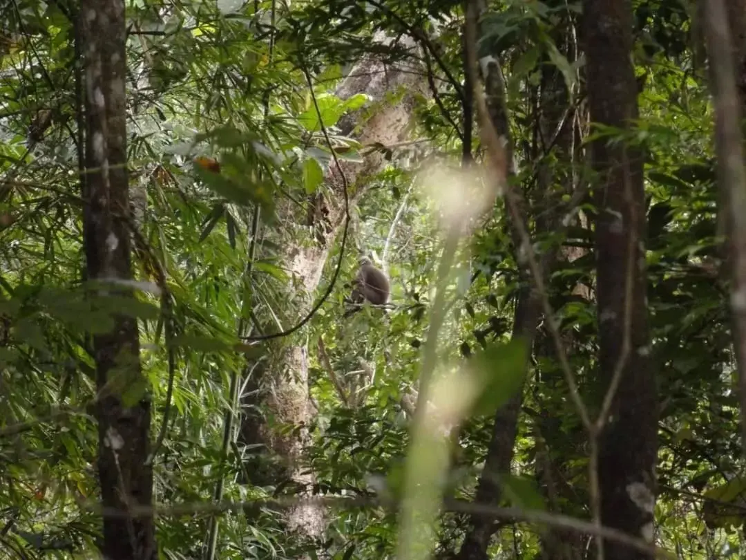 Other Animals in Khaosok Rainforest Resort