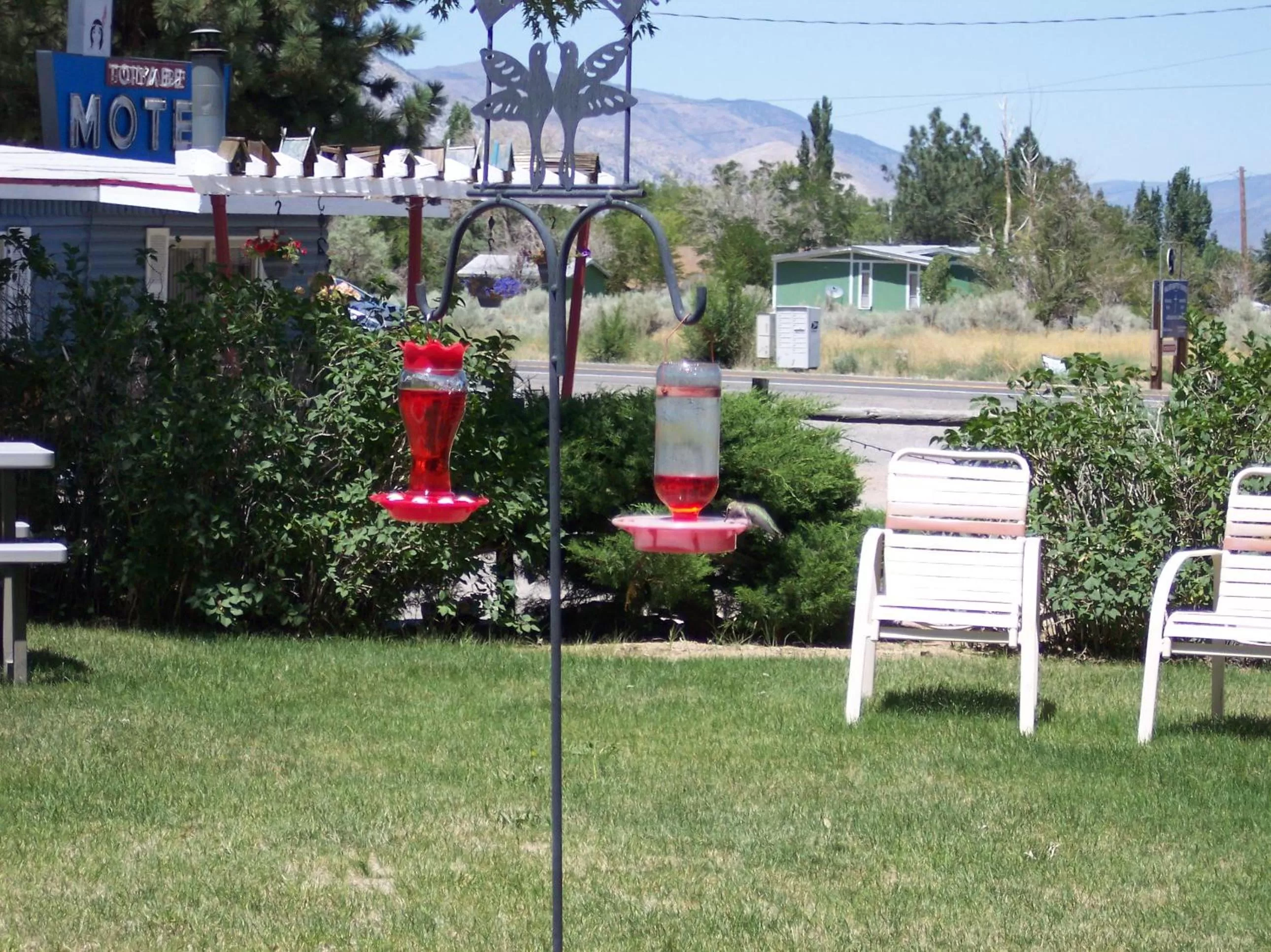 Animals in Toiyabe Motel