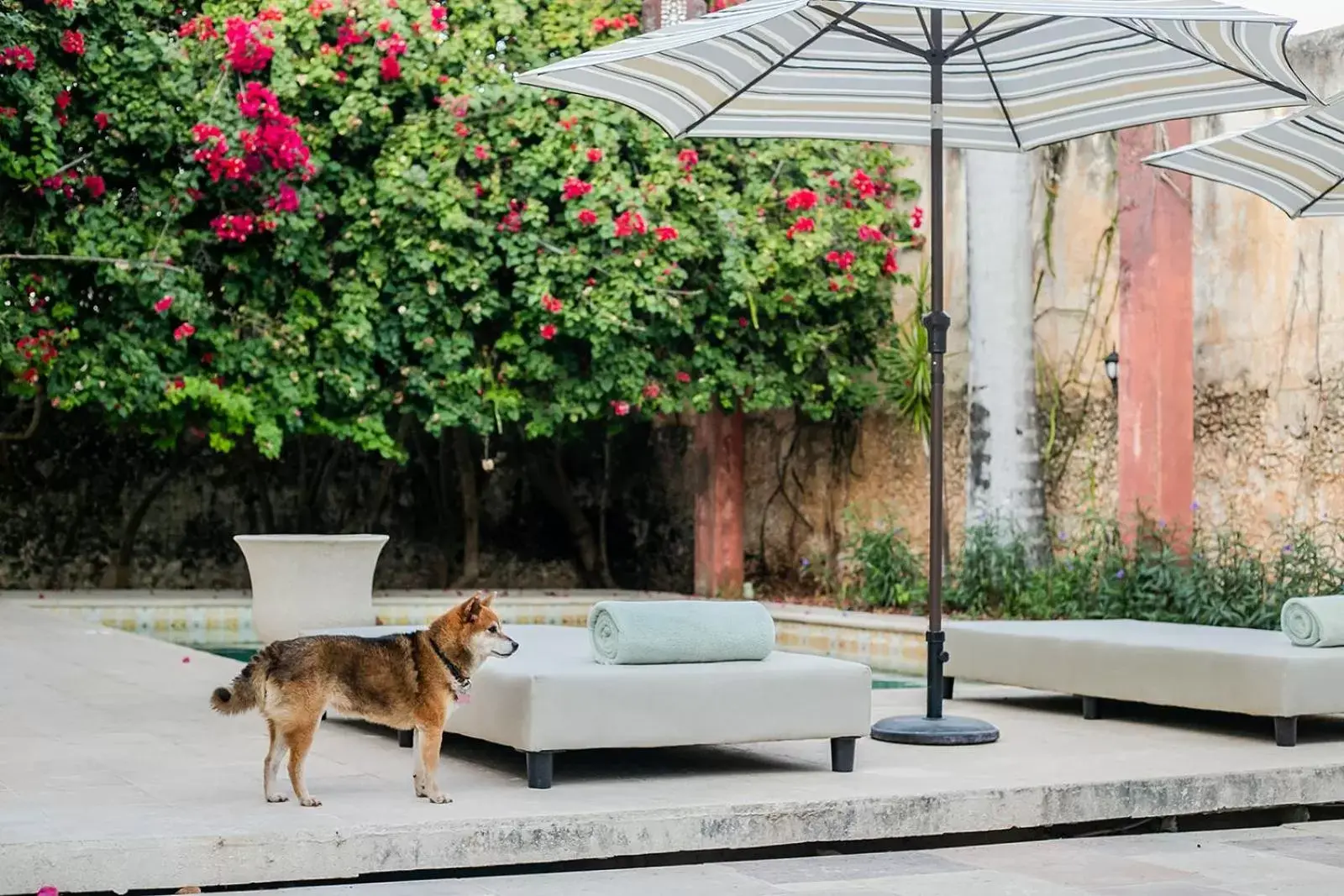 Patio, Pets in Villa Octavia