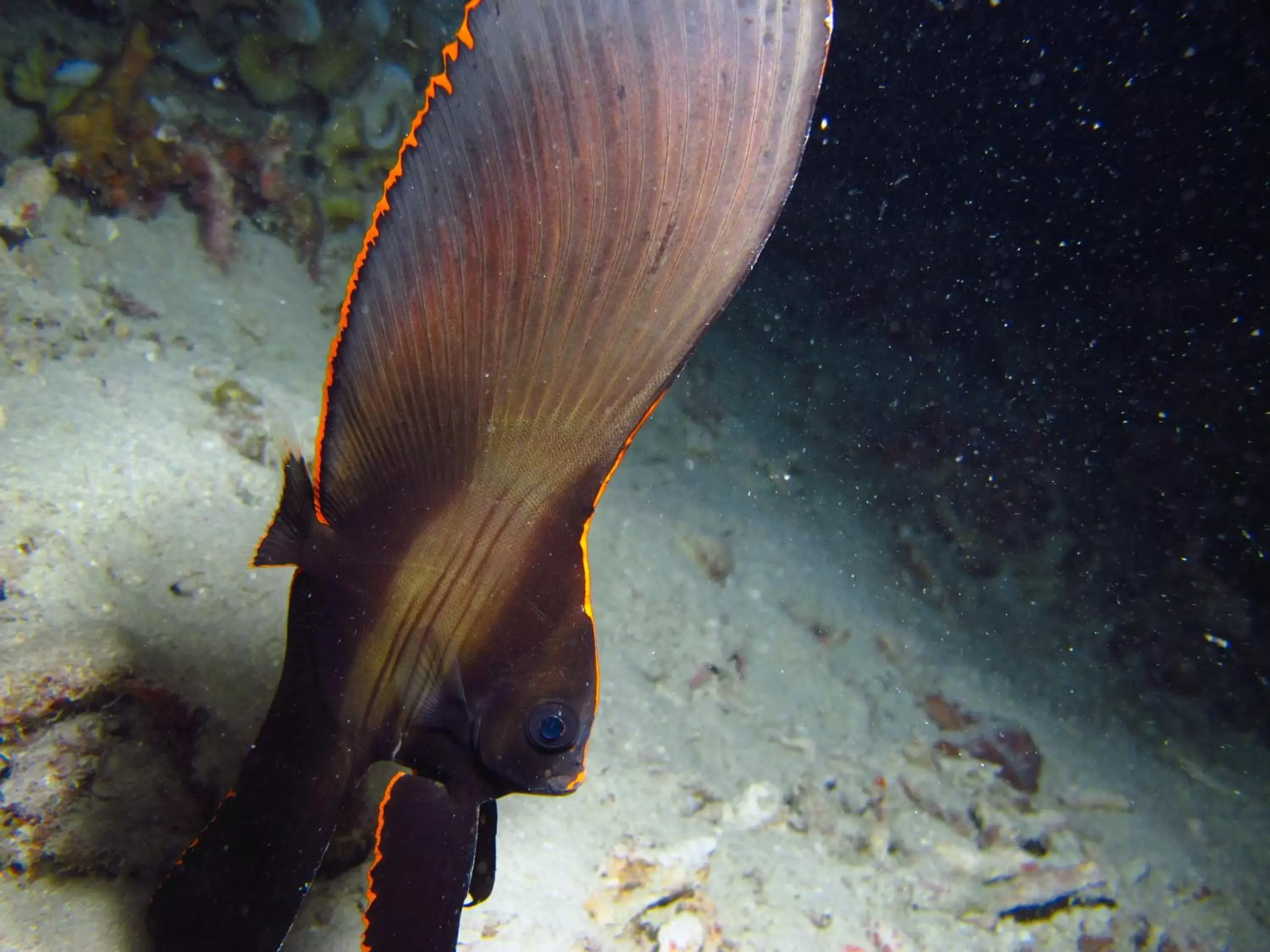 Animals, Other Animals in Chindonan Dive Resort