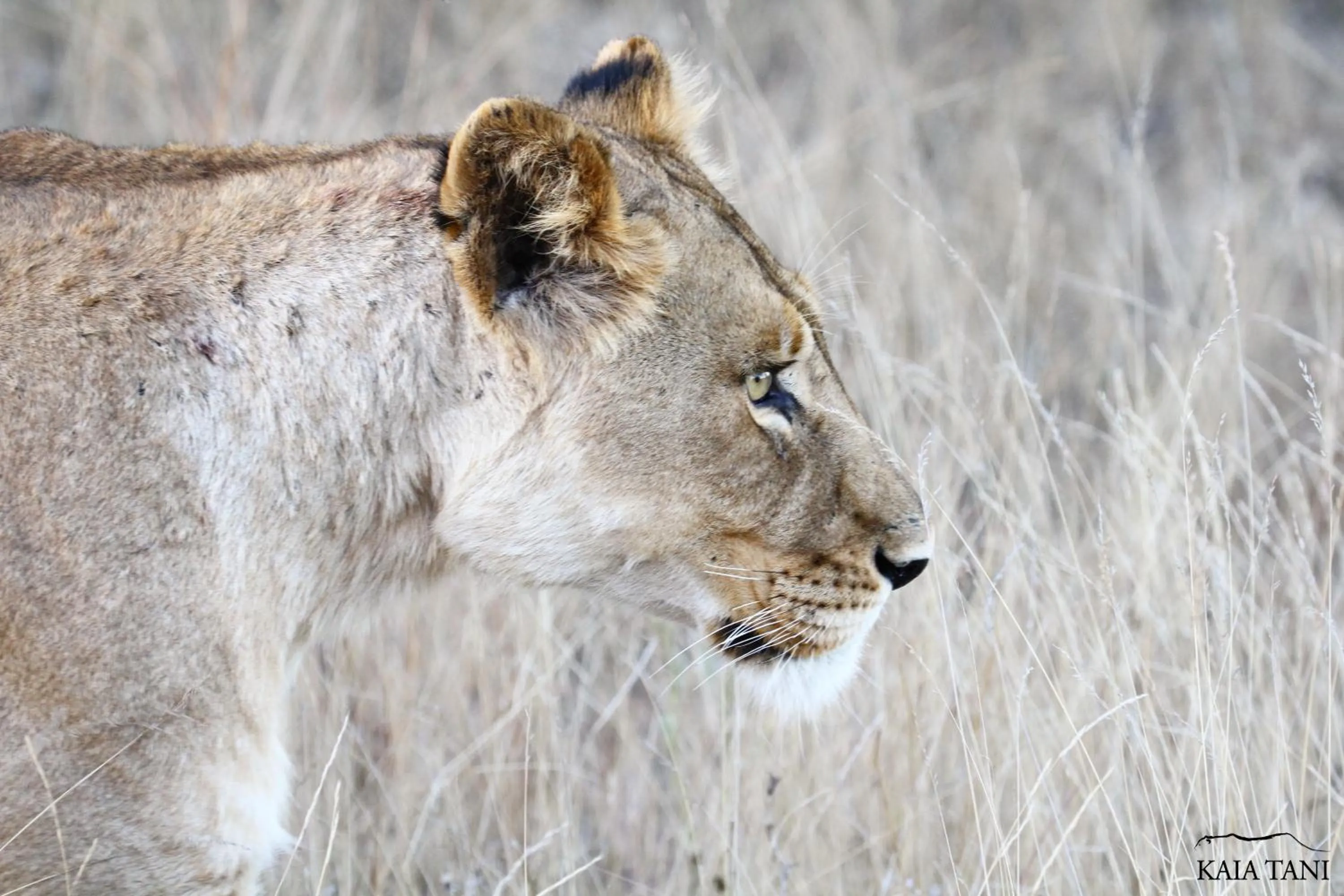 Animals in Kaia Tani Exclusive Guesthouse