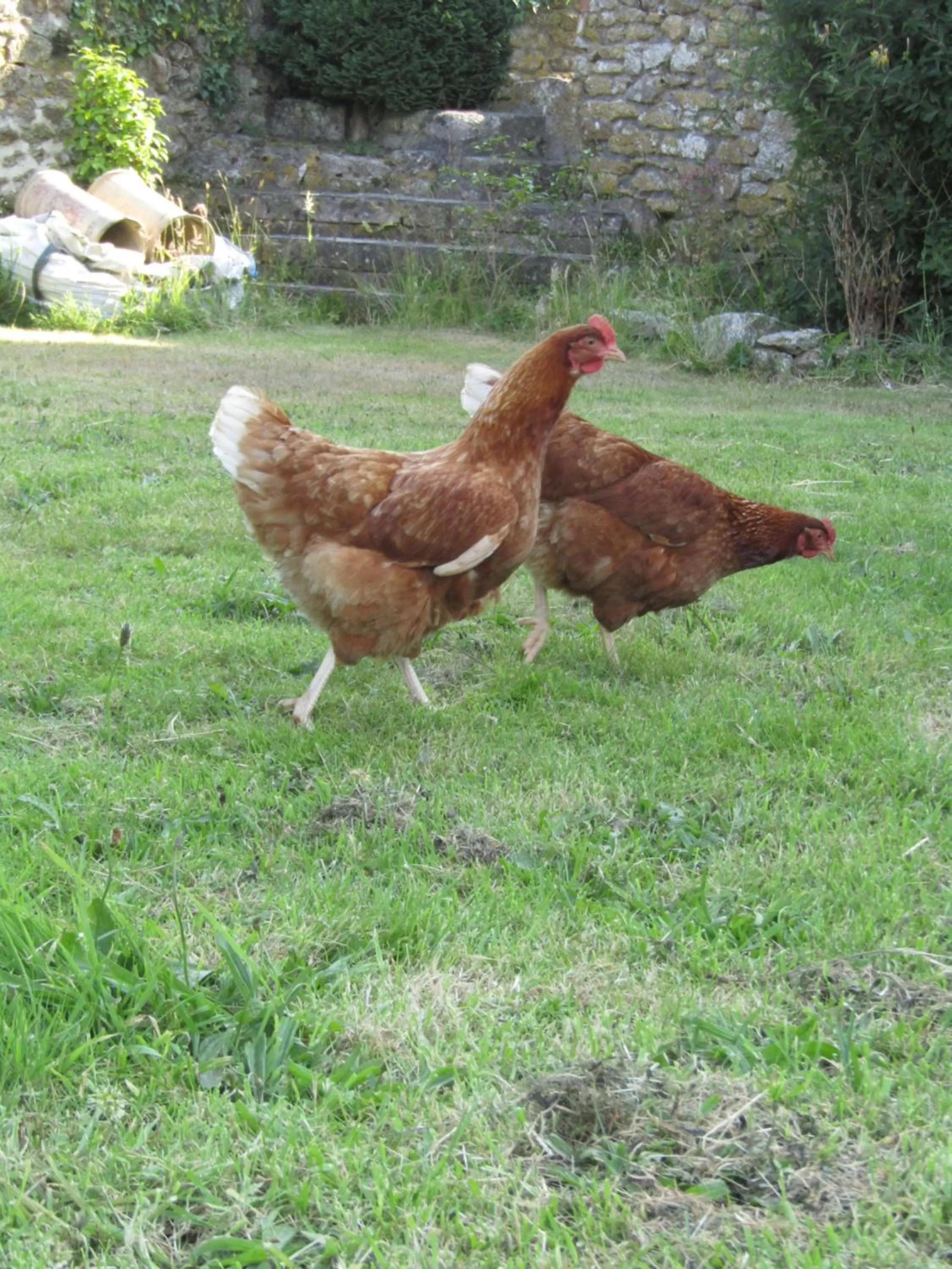 Animals, Other Animals in Treganoon House, Lanlivery