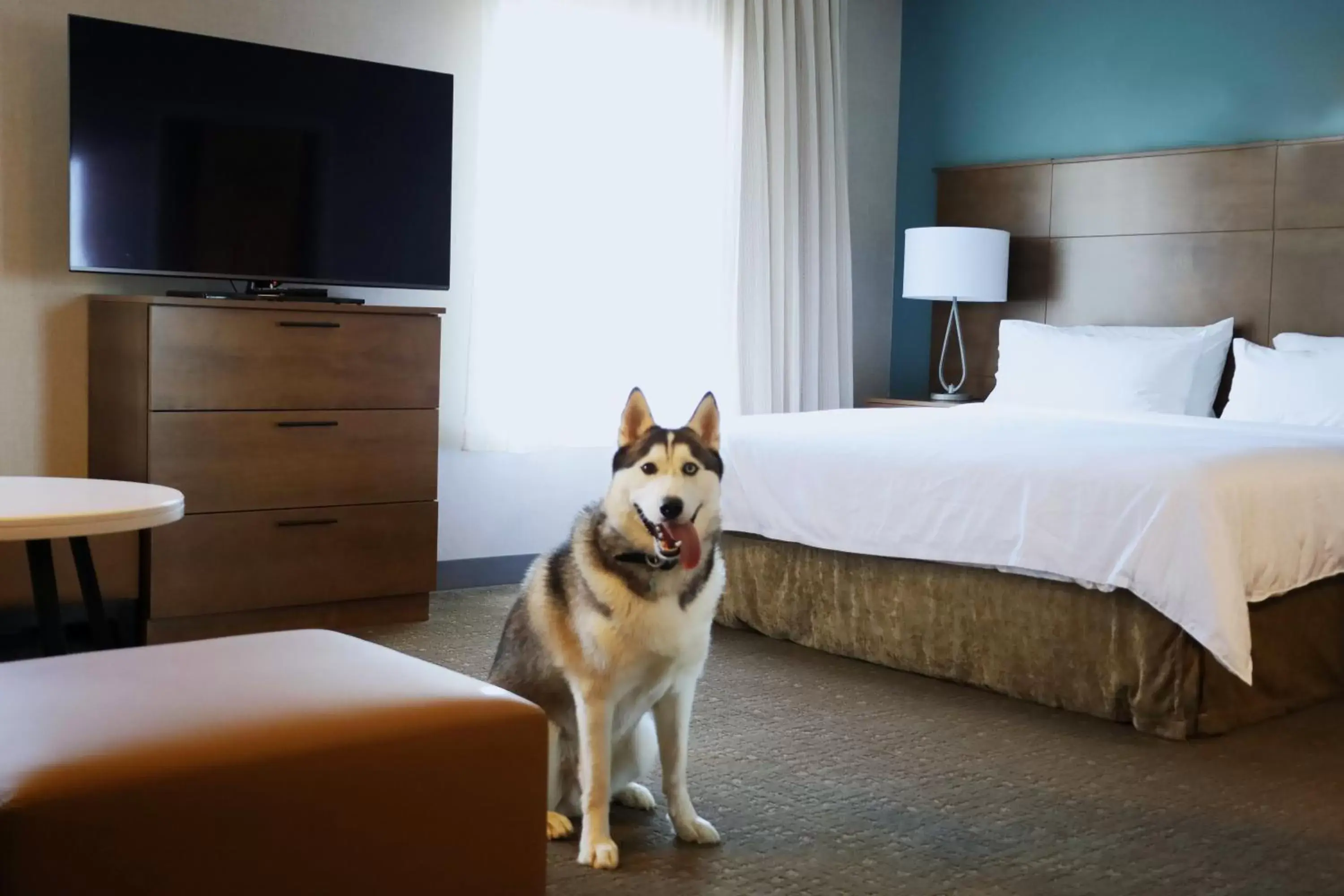 Photo of the whole room, Bed in Staybridge Suites - Waterloo - St. Jacobs Area