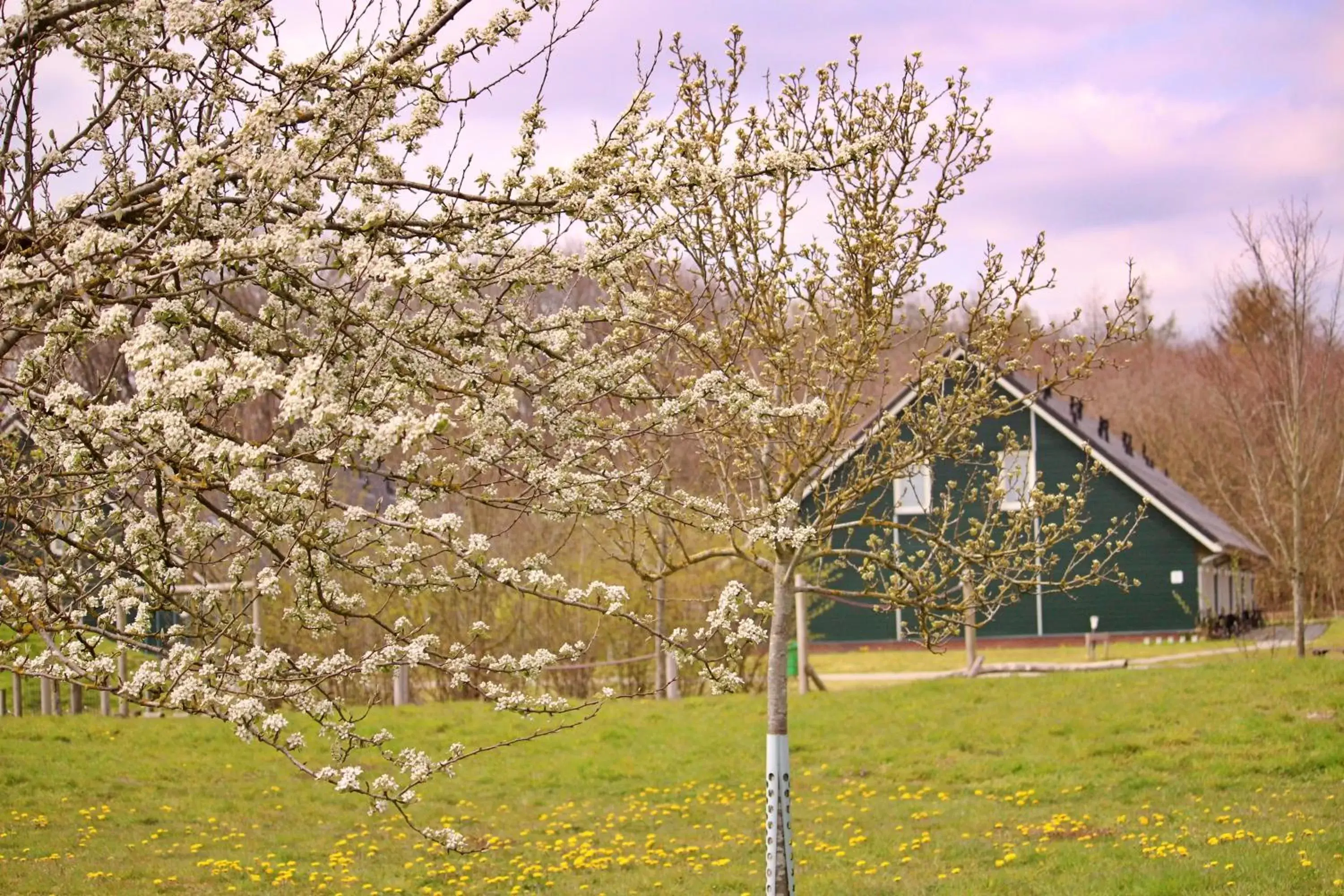 Garden view, Property Building in Horsetellerie Rheezerveen