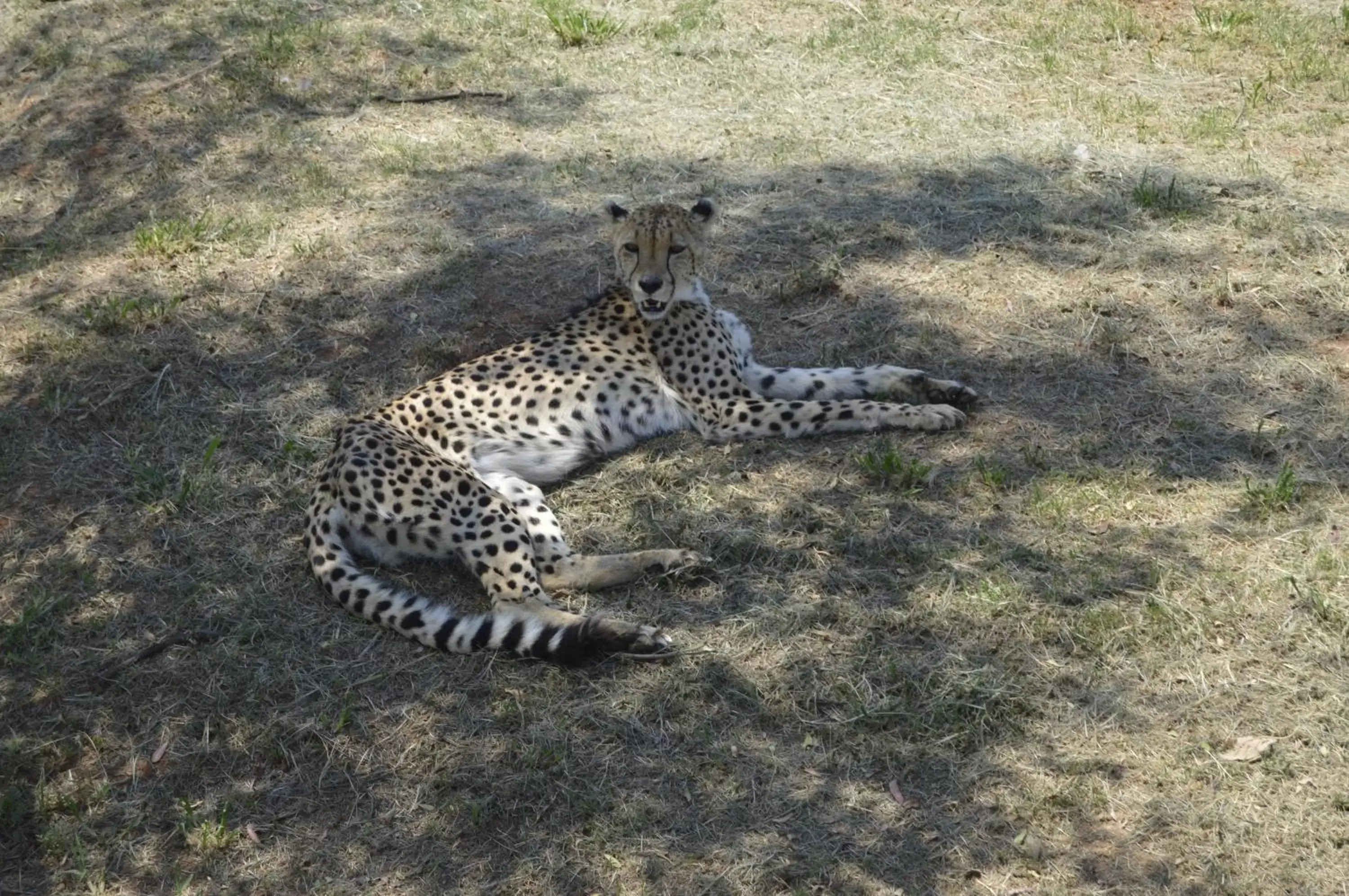 Area and facilities, Other Animals in Lakeview Boutique Hotel & Conference Center