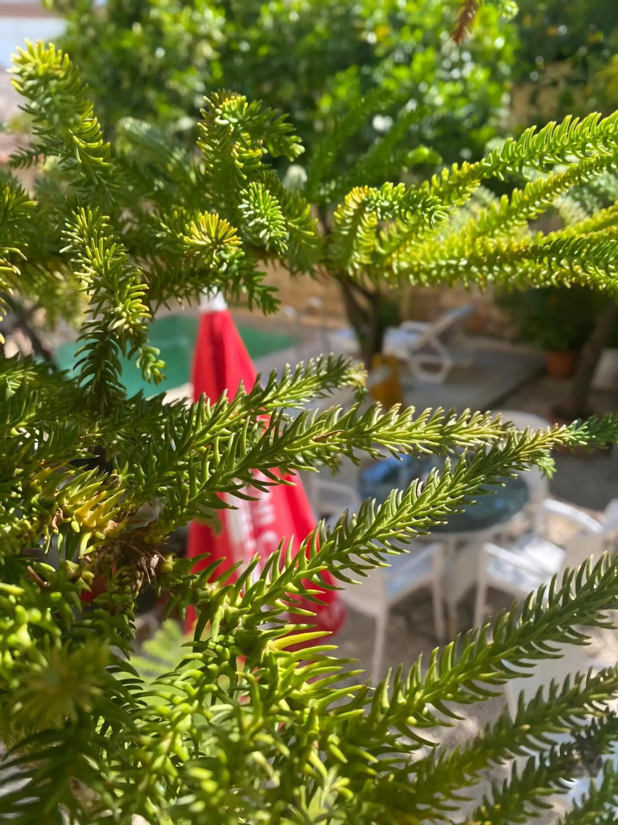 Garden in Kaleici Hotel