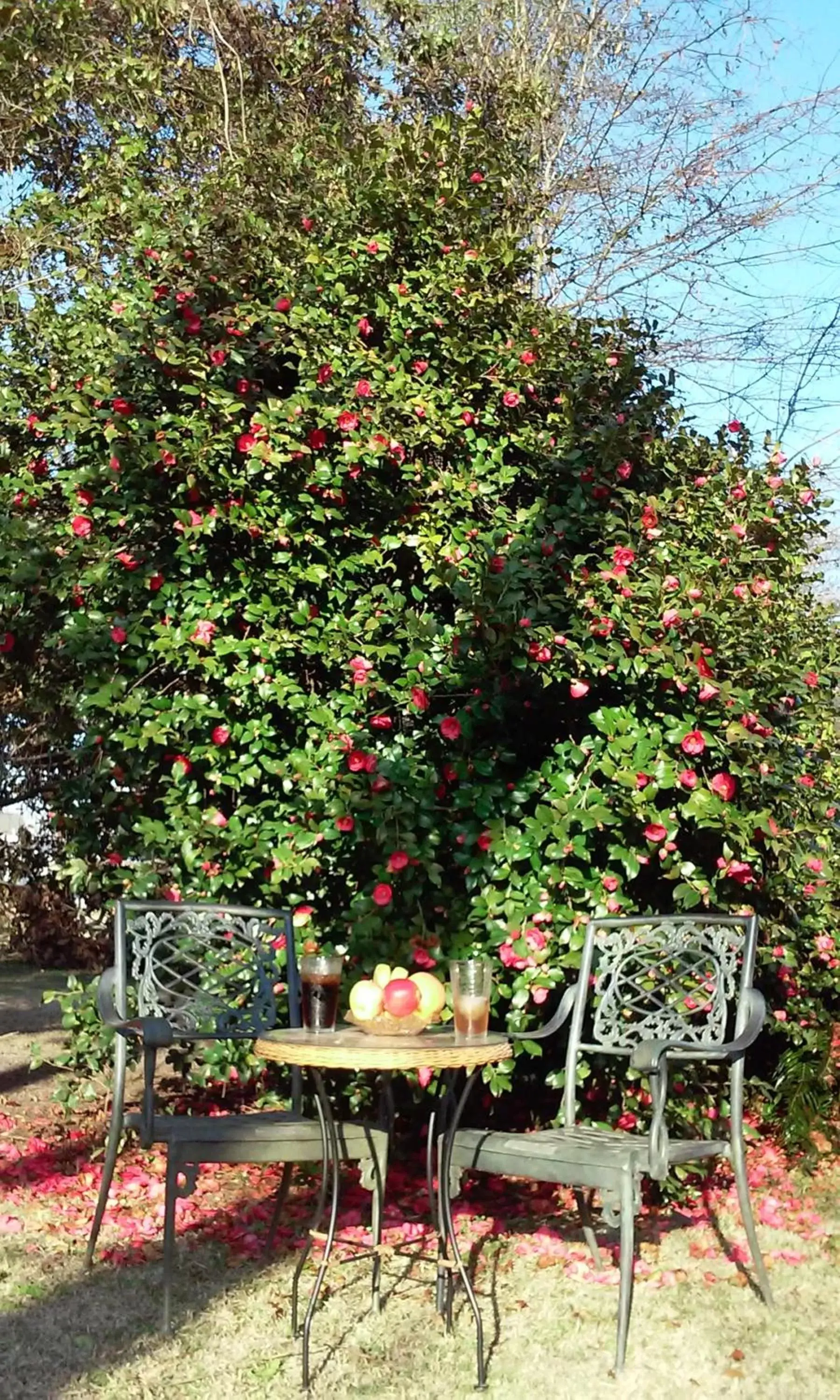 Garden in Fruits of Vienna B&B