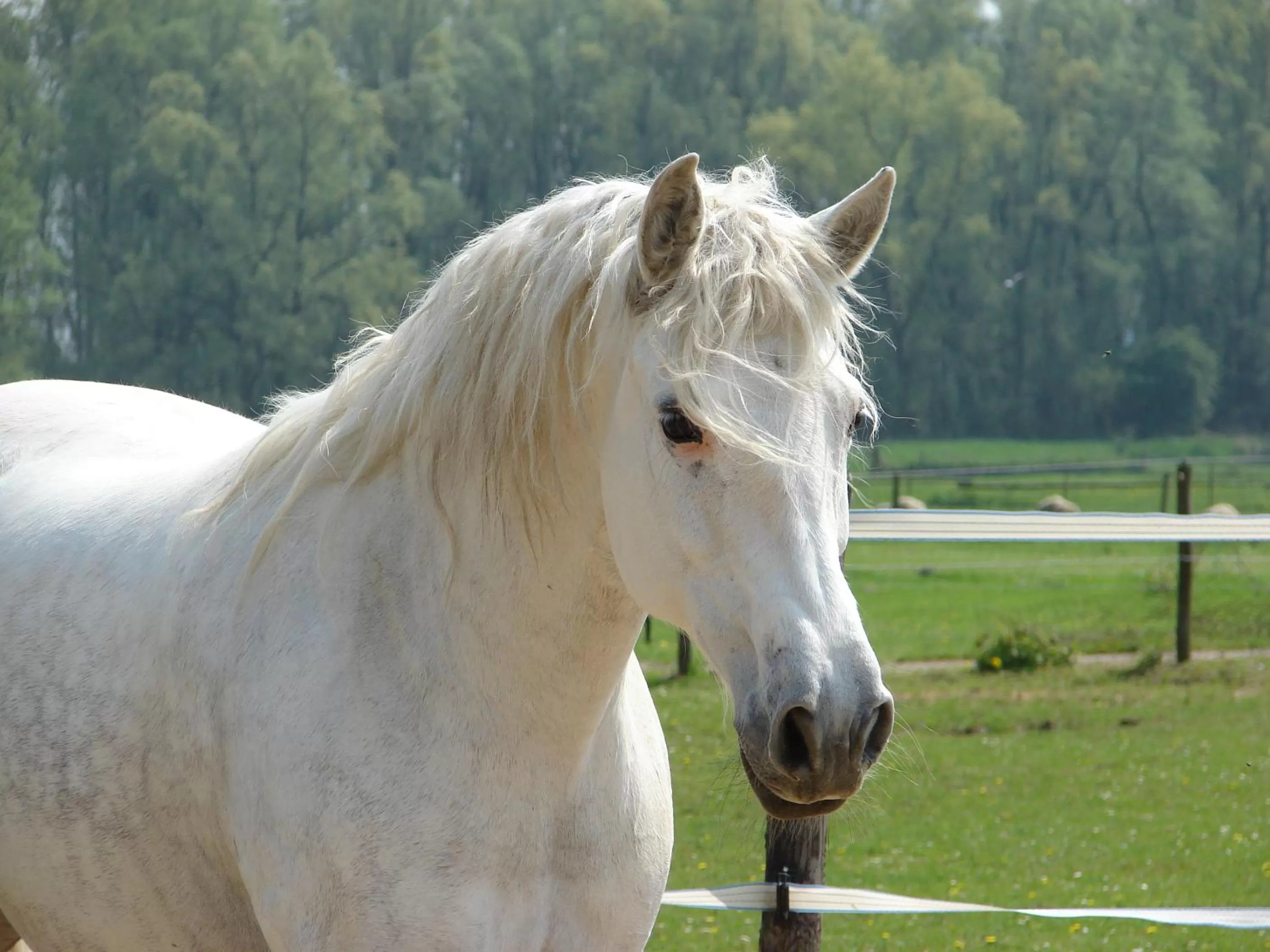 Animals in Casa Tranquila