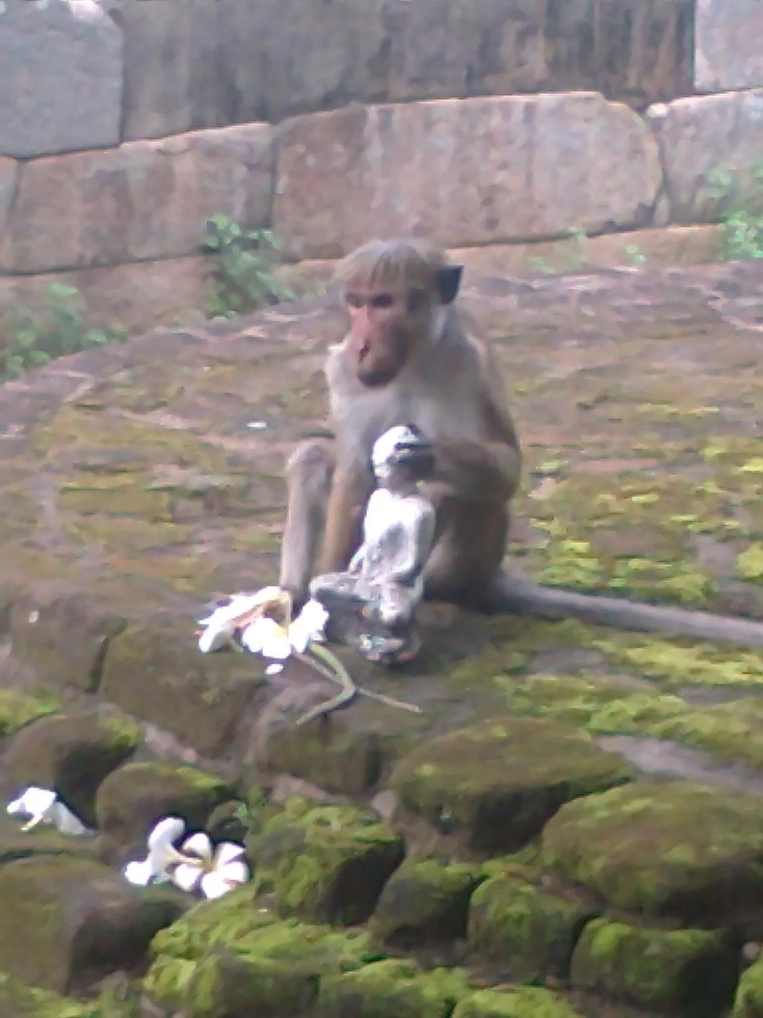 Other, Other Animals in Rockvilla homestay and BNB