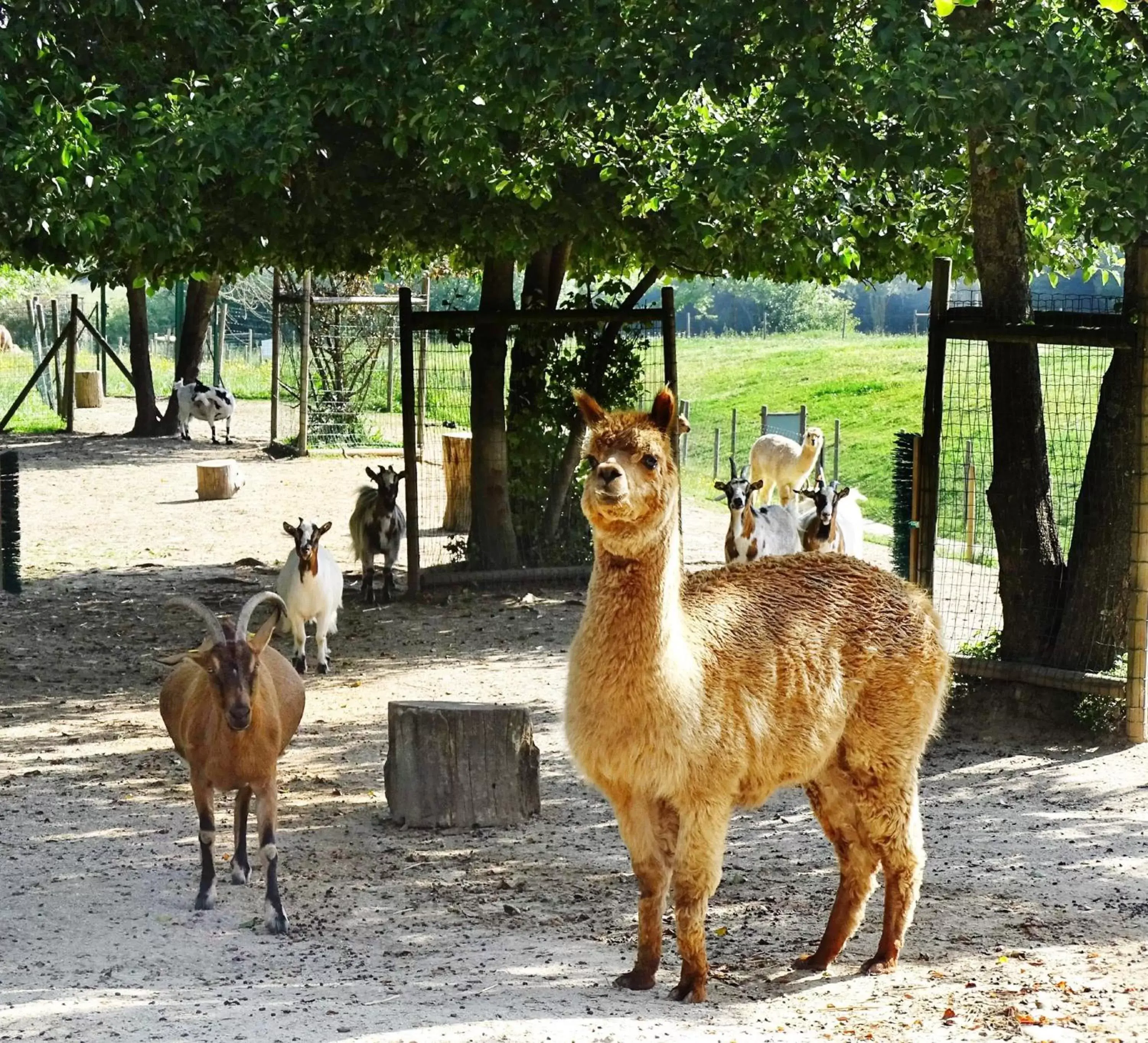 Day, Other Animals in Campanile Val de France