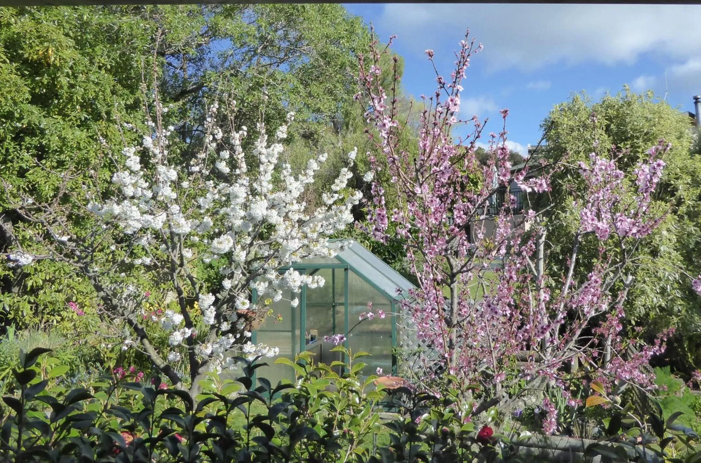 Garden in Hazelwood Mapua