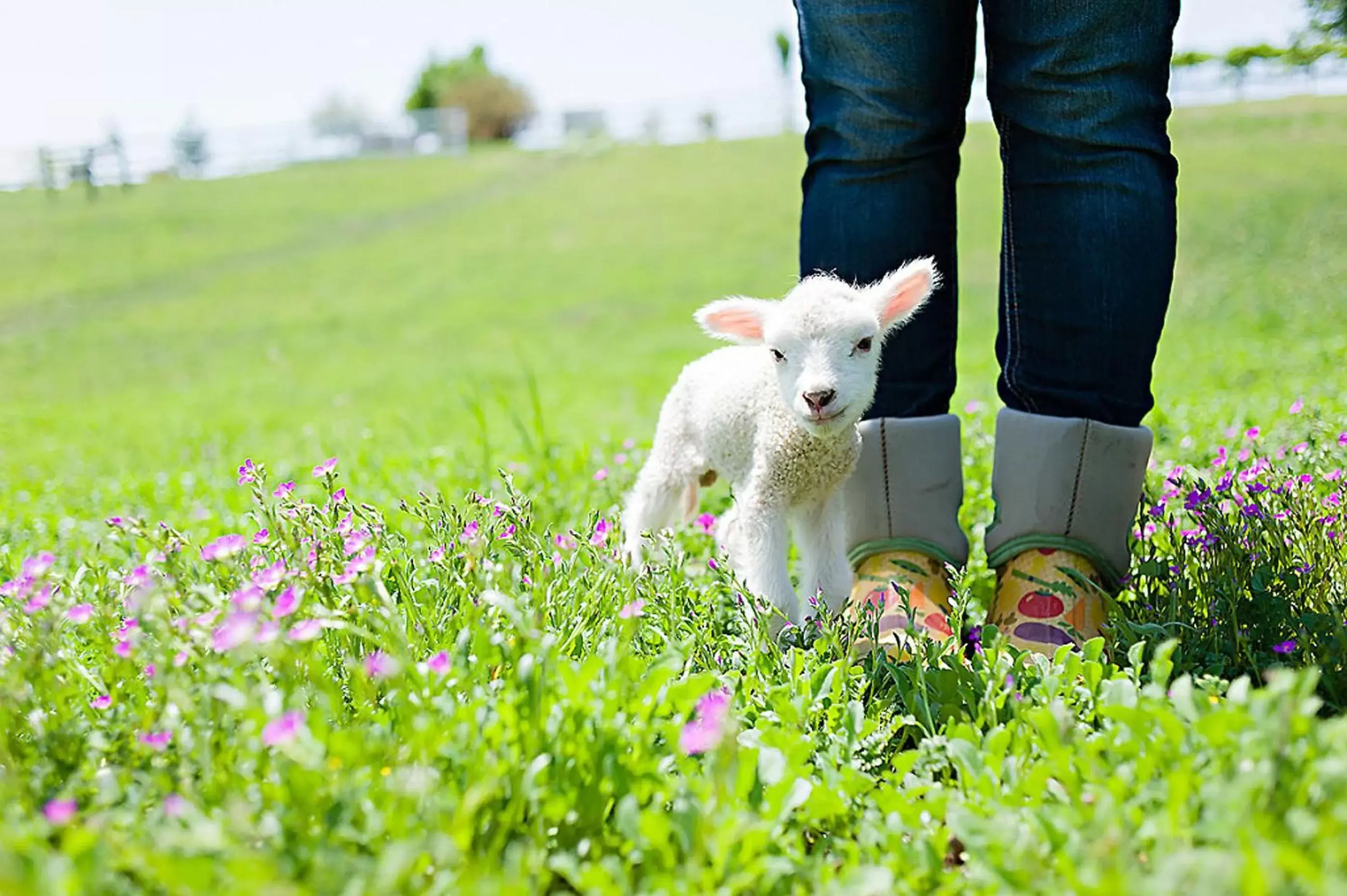 Other Animals in Rêves de Moutons