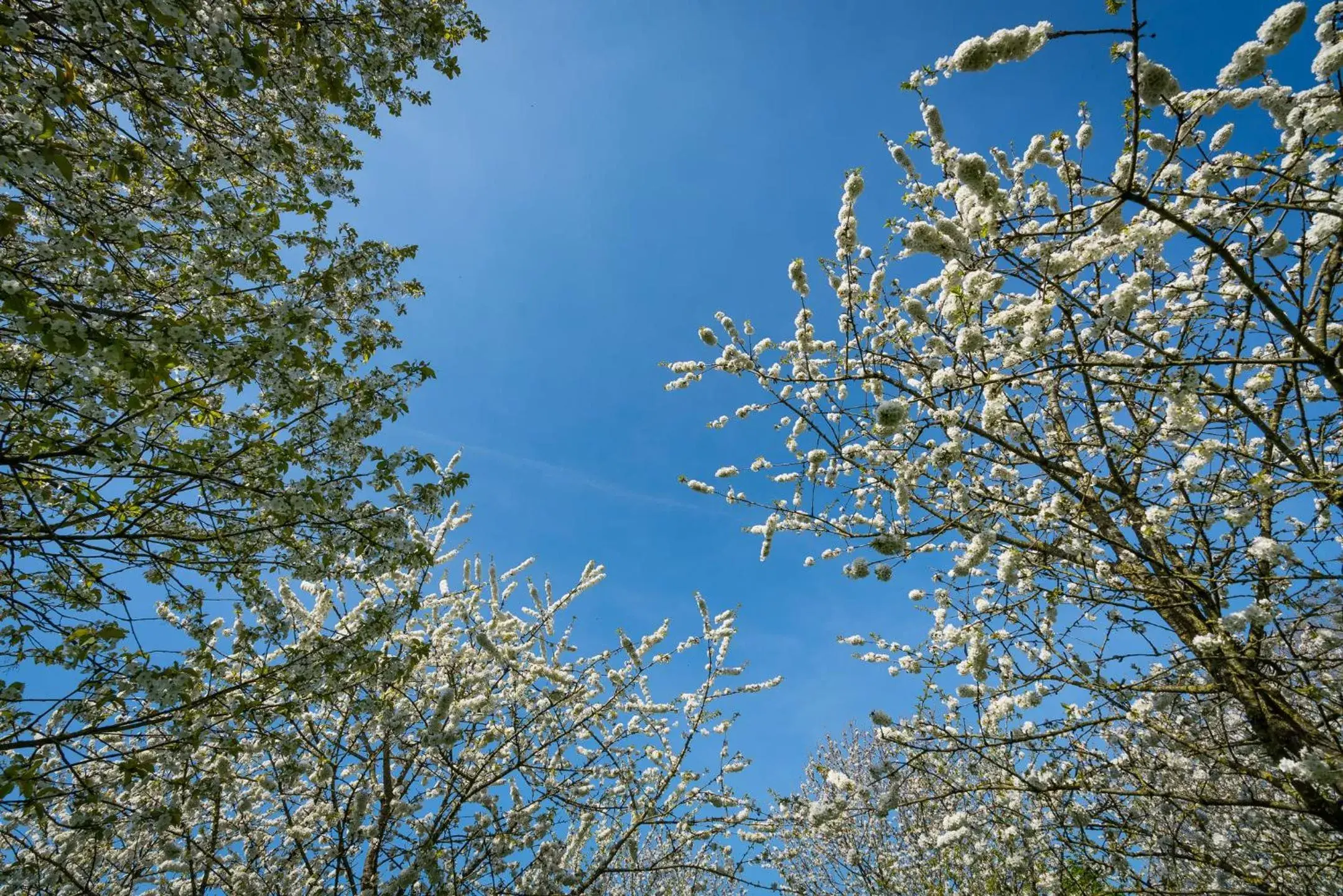 Natural landscape in De Oosterling