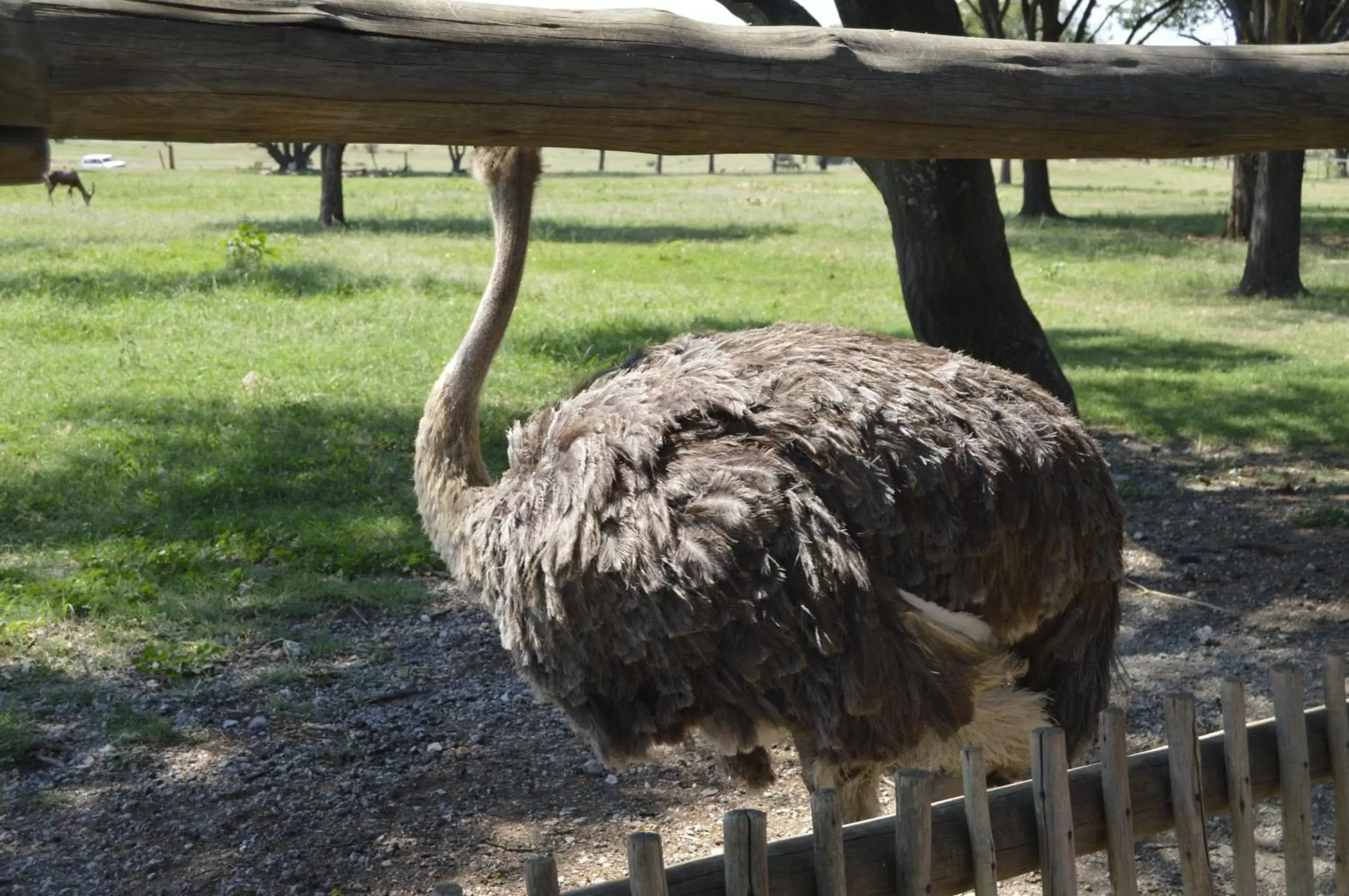 Area and facilities, Other Animals in Lakeview Boutique Hotel & Conference Center