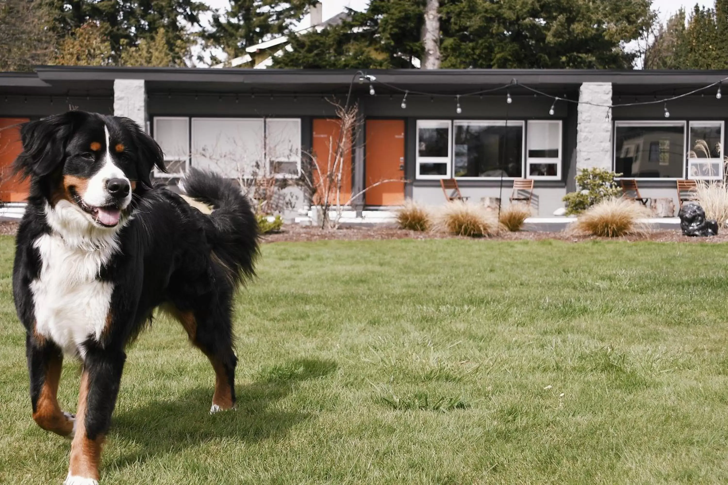 Pets in Heliotrope Hotel