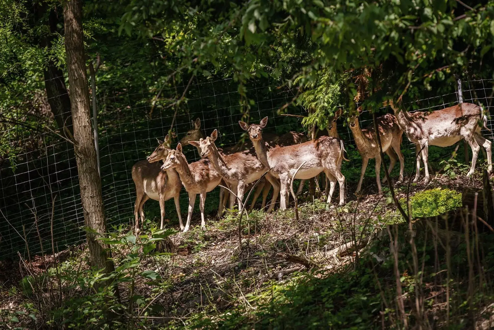 Animals, Other Animals in Parkhotel St.Leonhard