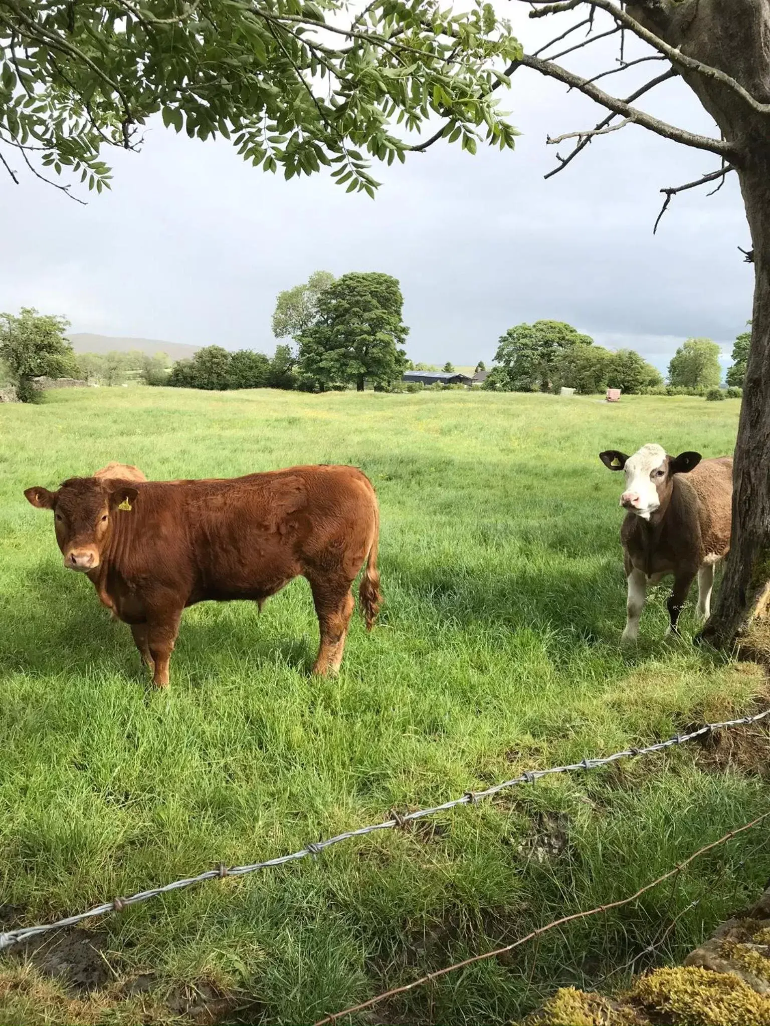 Neighbourhood, Other Animals in Black Lion Inn