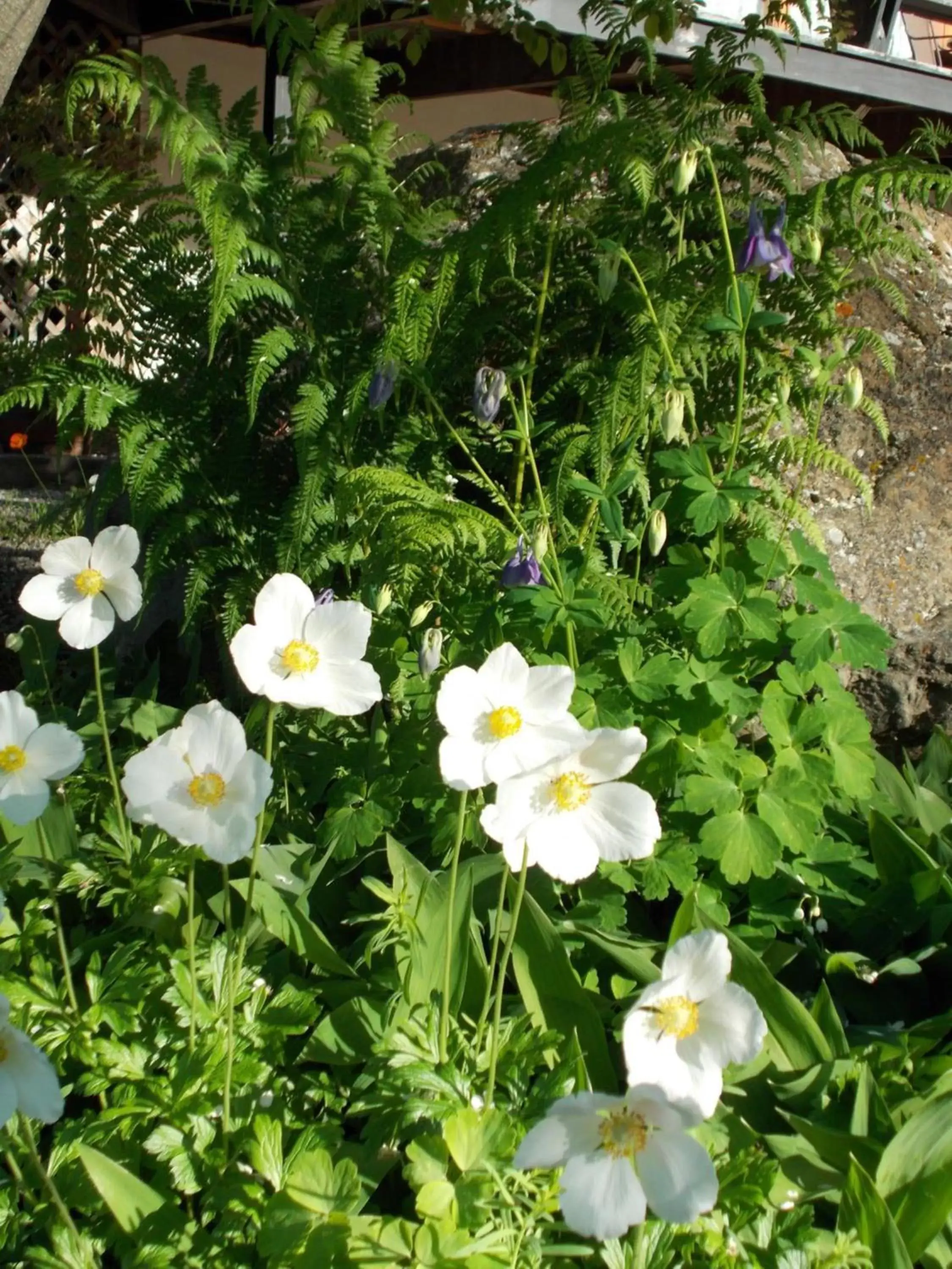 Garden in Alaska Chalet Bed & Breakfast