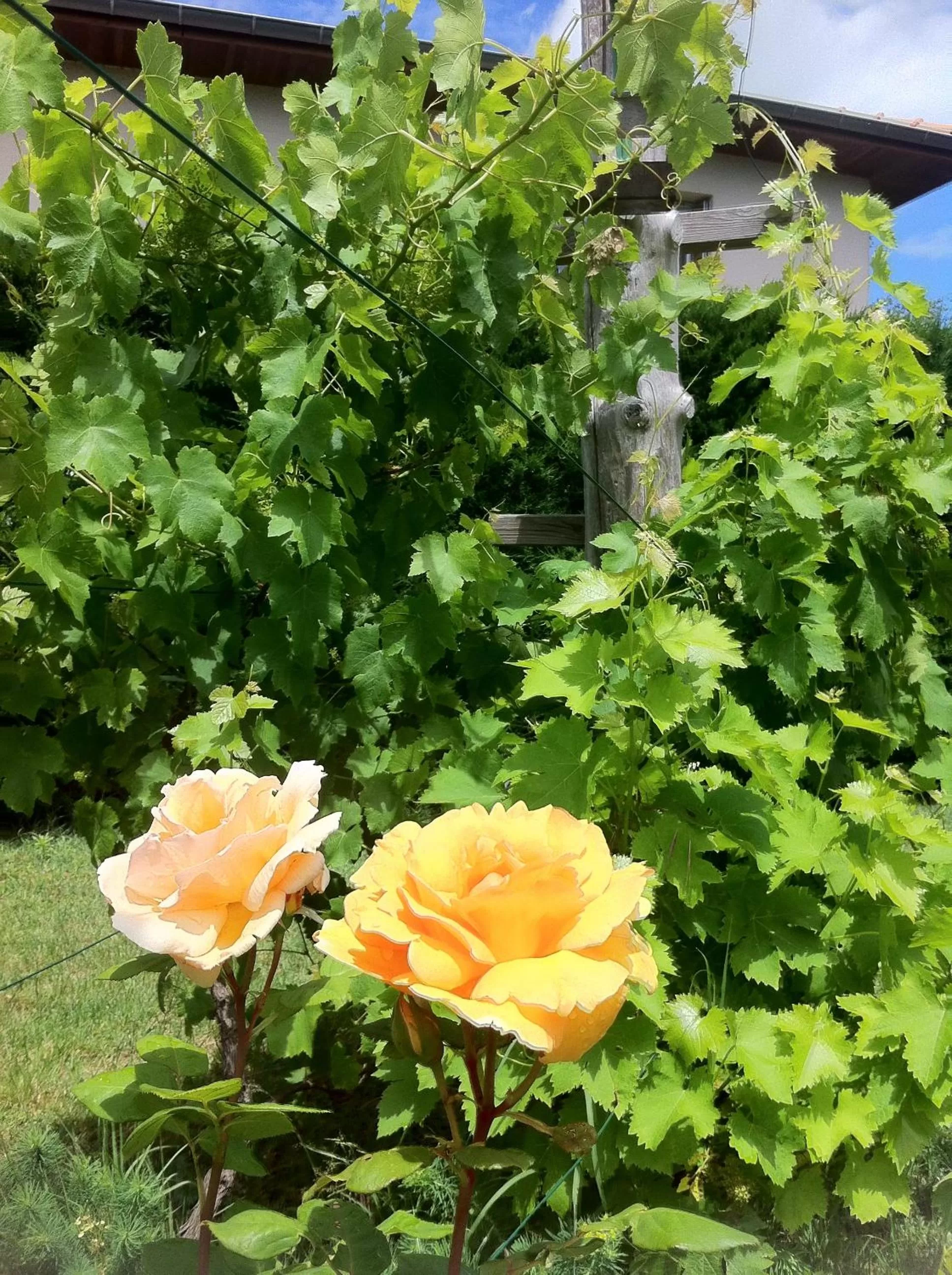 Garden in Les Jardins du Forez