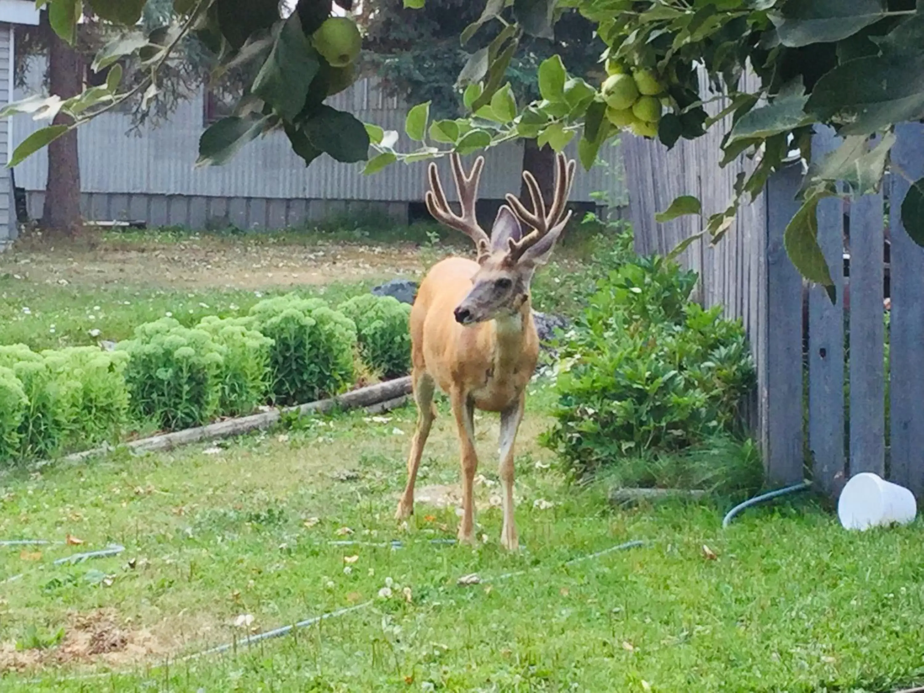 Other Animals in Brookside Motel