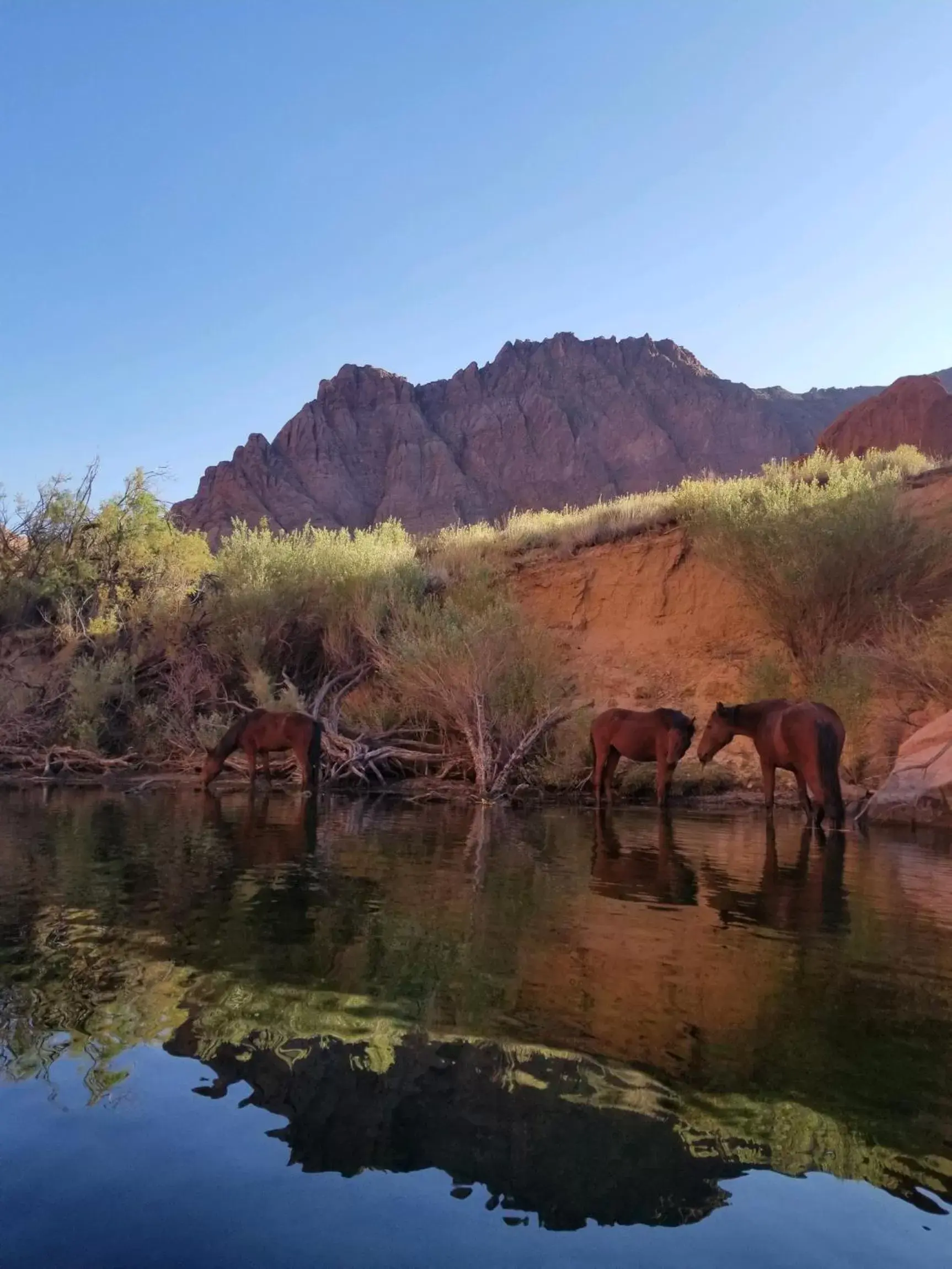 Natural landscape in Lee's Ferry Lodge at Vermilion Cliffs