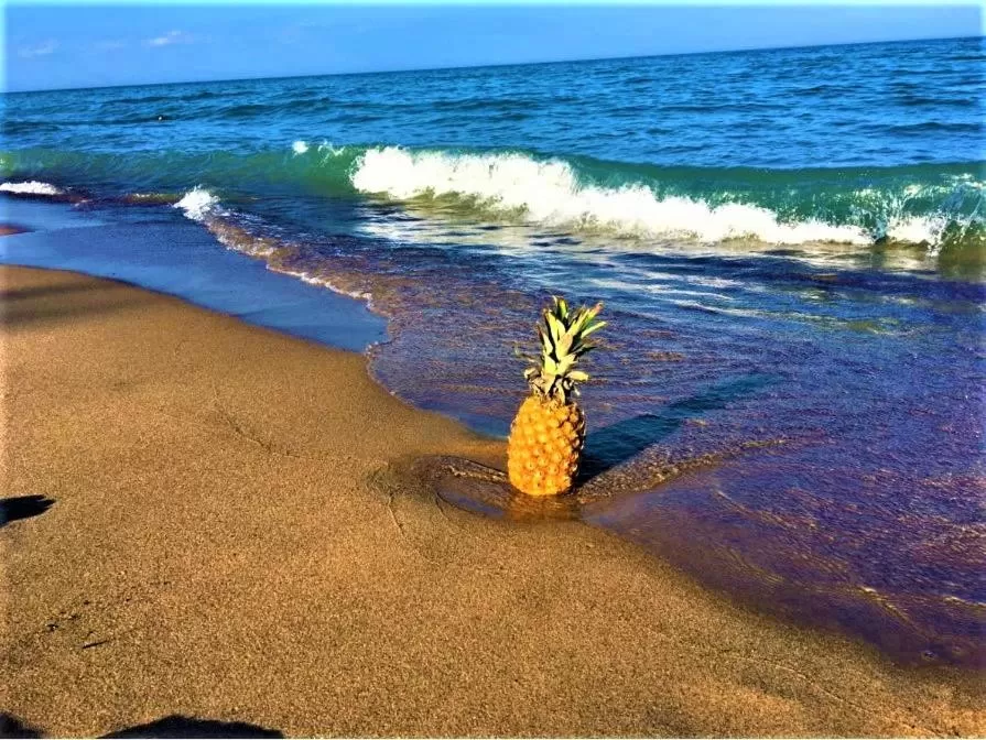 Natural landscape, Beach in Gold Coast Family Cottages