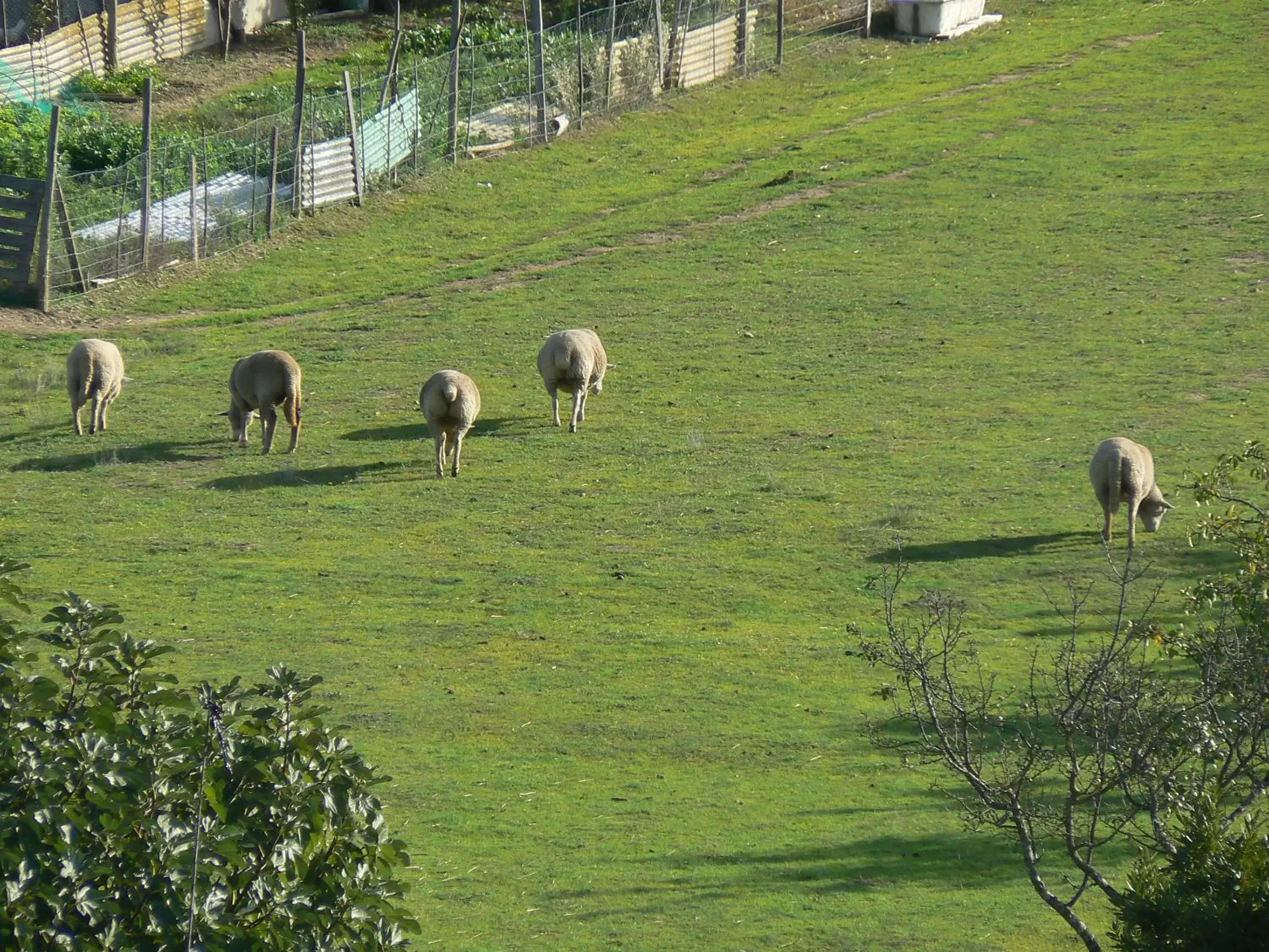 Natural landscape, Other Animals in Graca Hotel