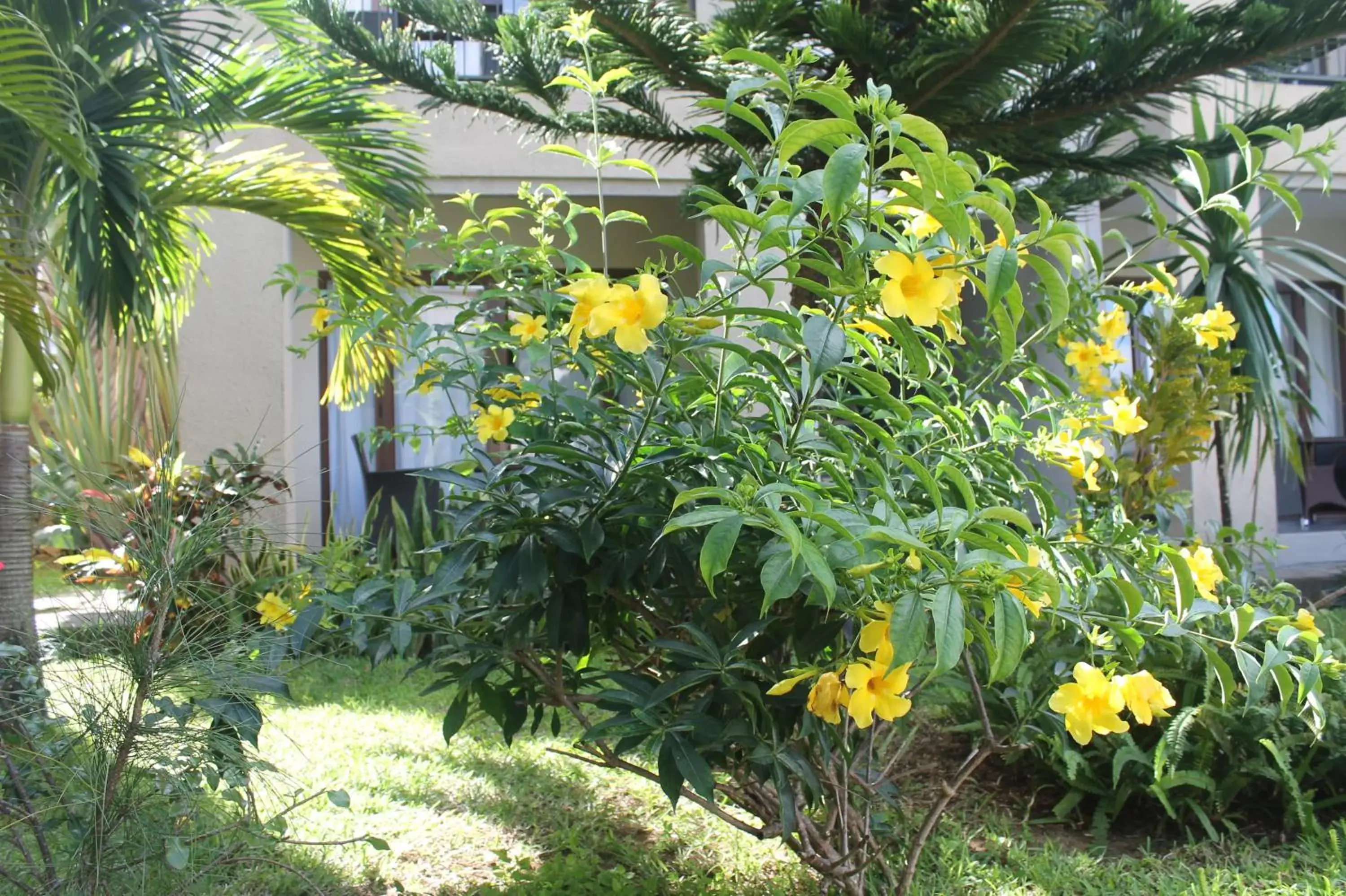 Garden in Grand Baie Suites