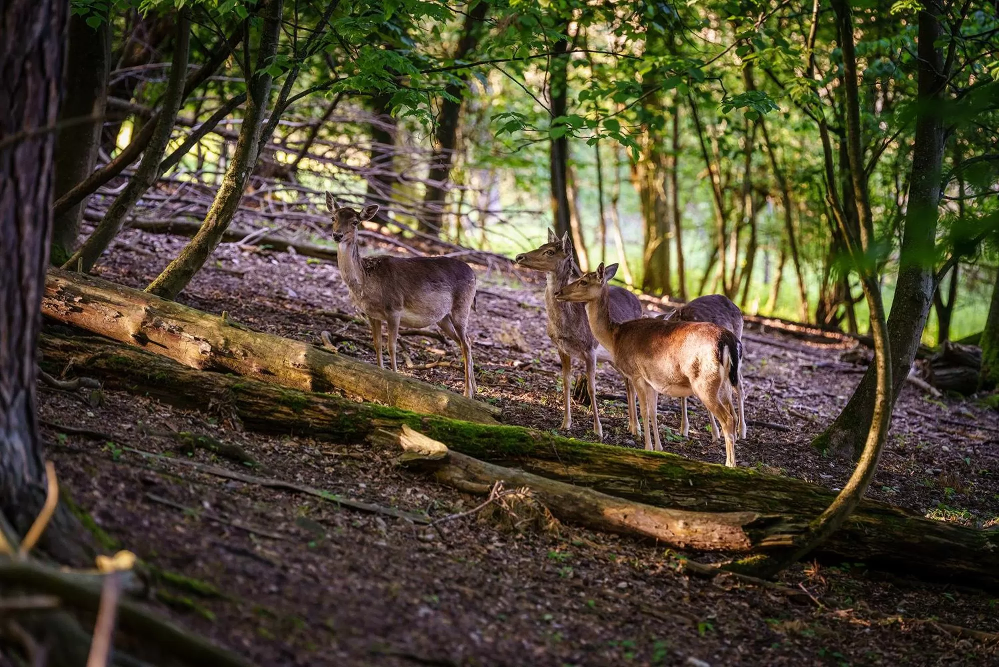 Animals in Parkhotel St.Leonhard