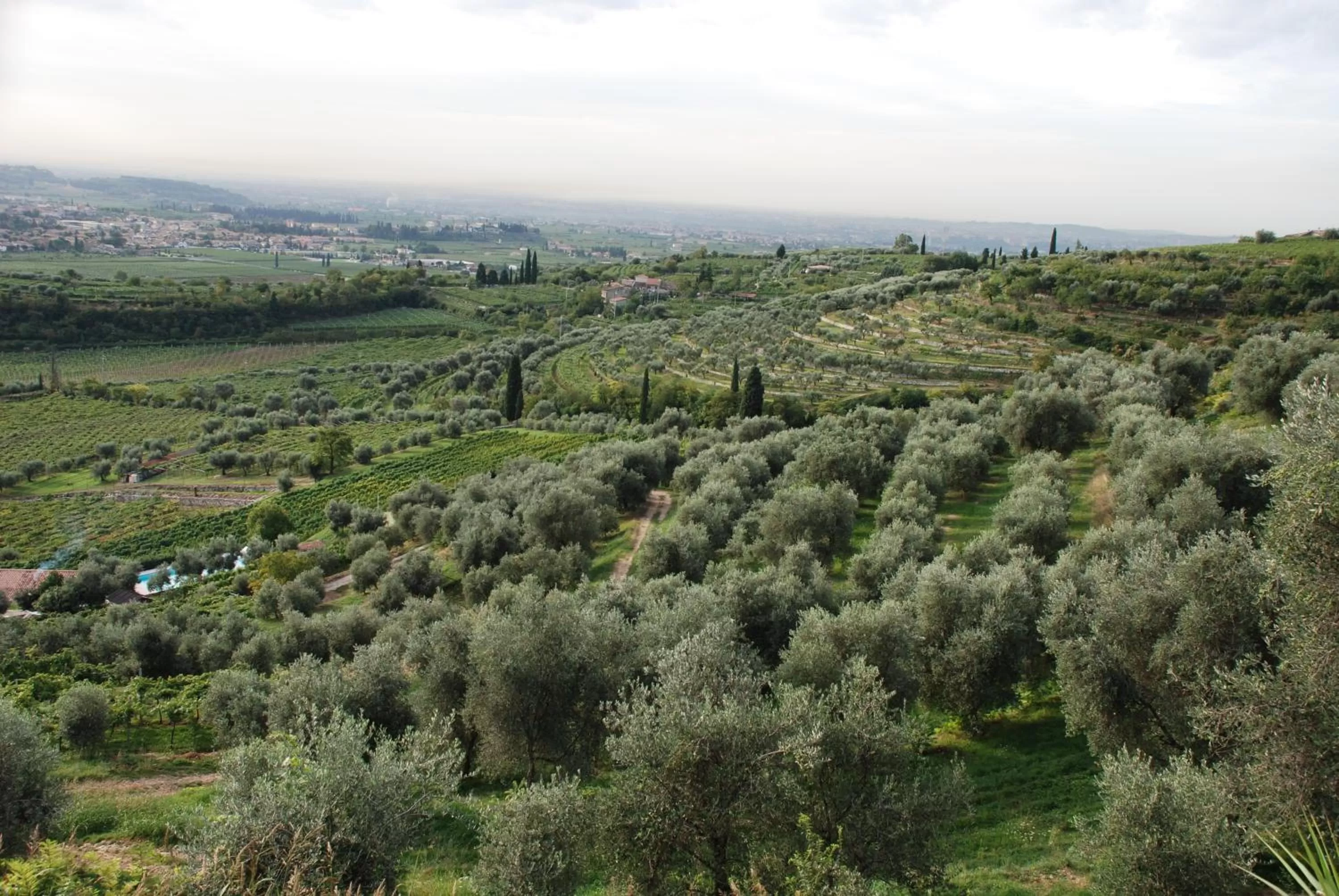 View (from property/room) in Costa degli Ulivi