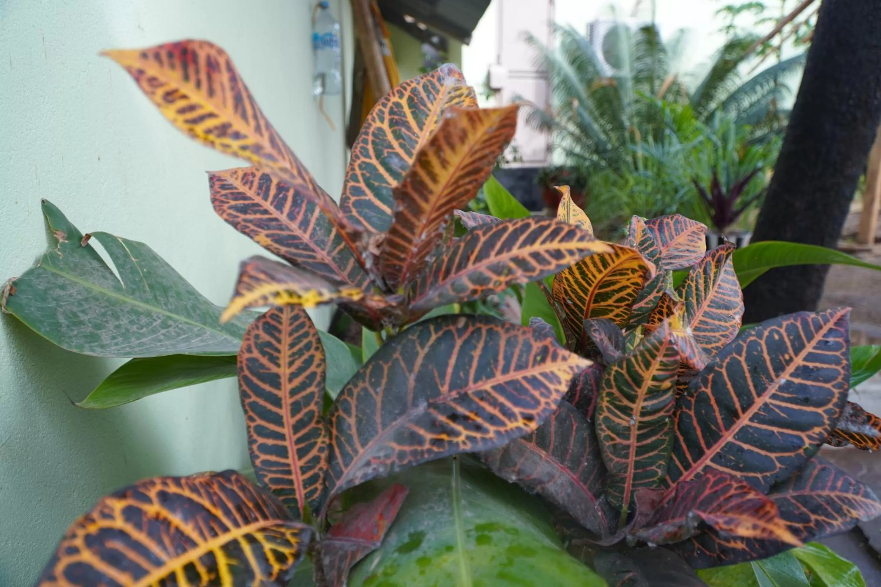 Garden view in L&J Modern Backpackers Kinondoni