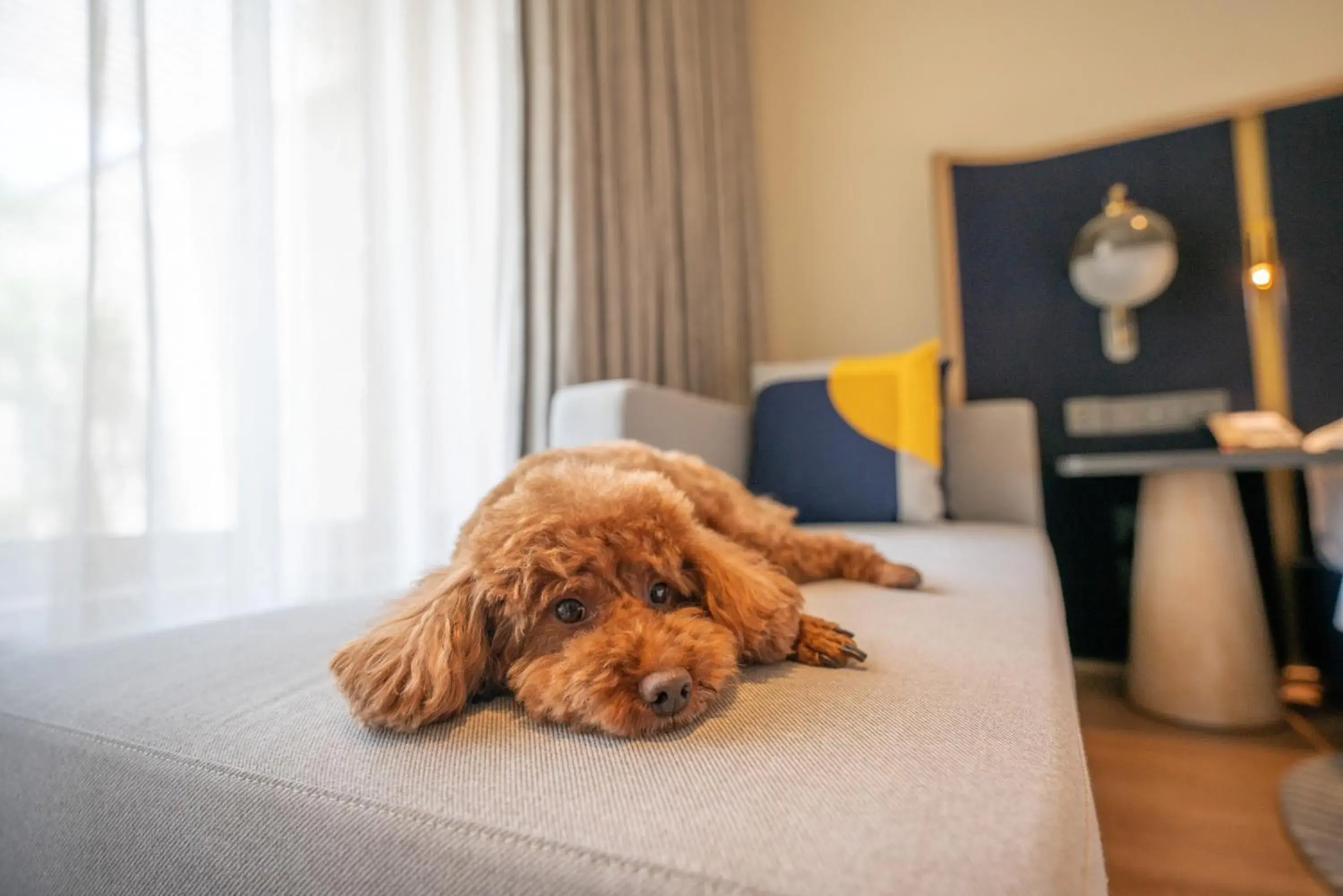 Pets, Bed in voco Nanjing Garden Expo, an IHG Hotel