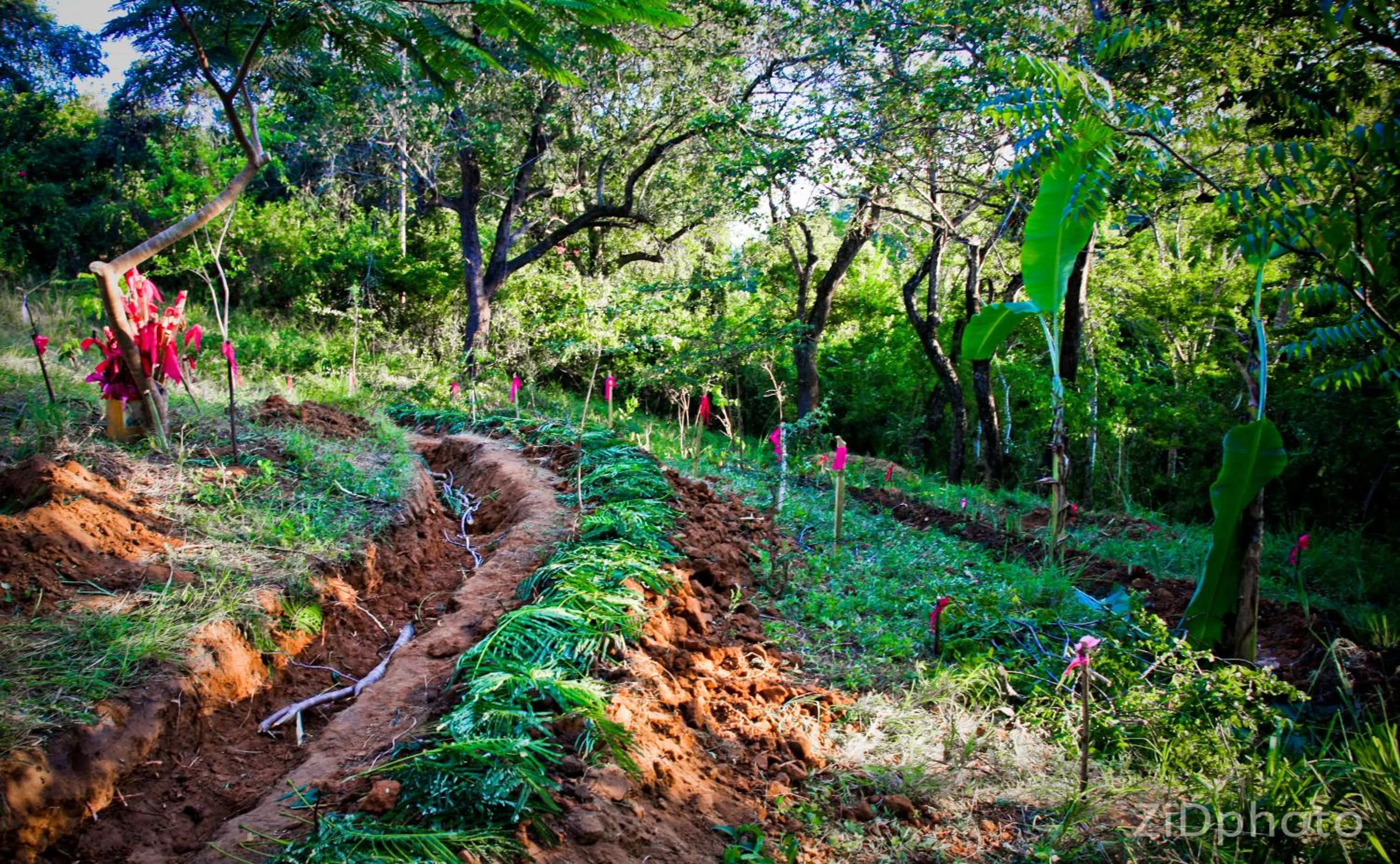 Garden in Distant Relatives Ecolodge & Backpackers