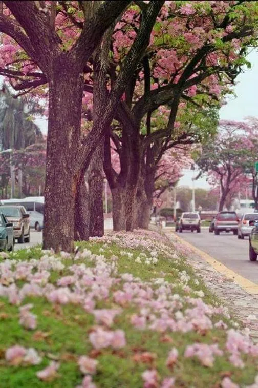 Natural landscape in Hotel Riviera