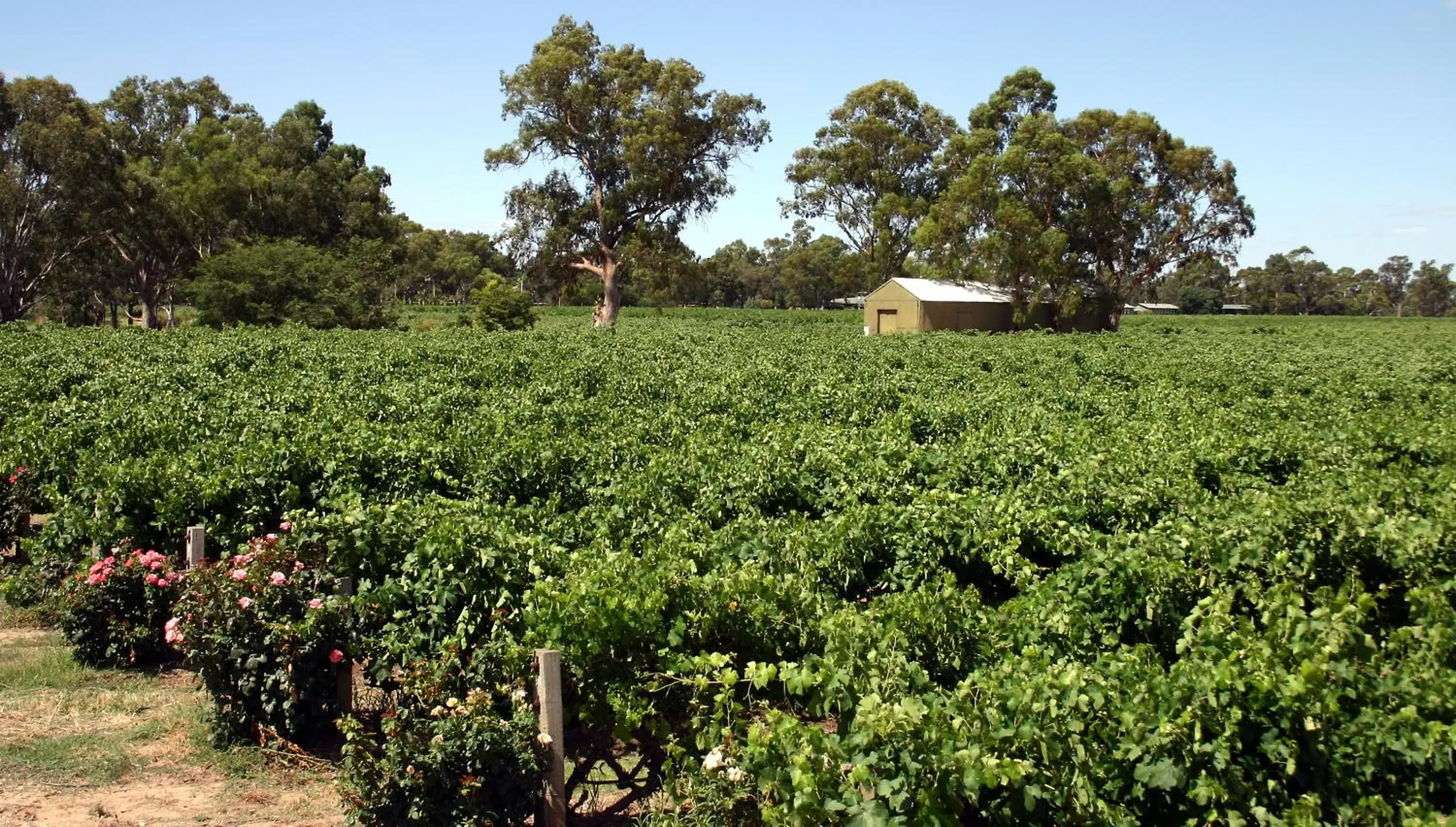 Neighbourhood, Property Building in Vine Inn Barossa