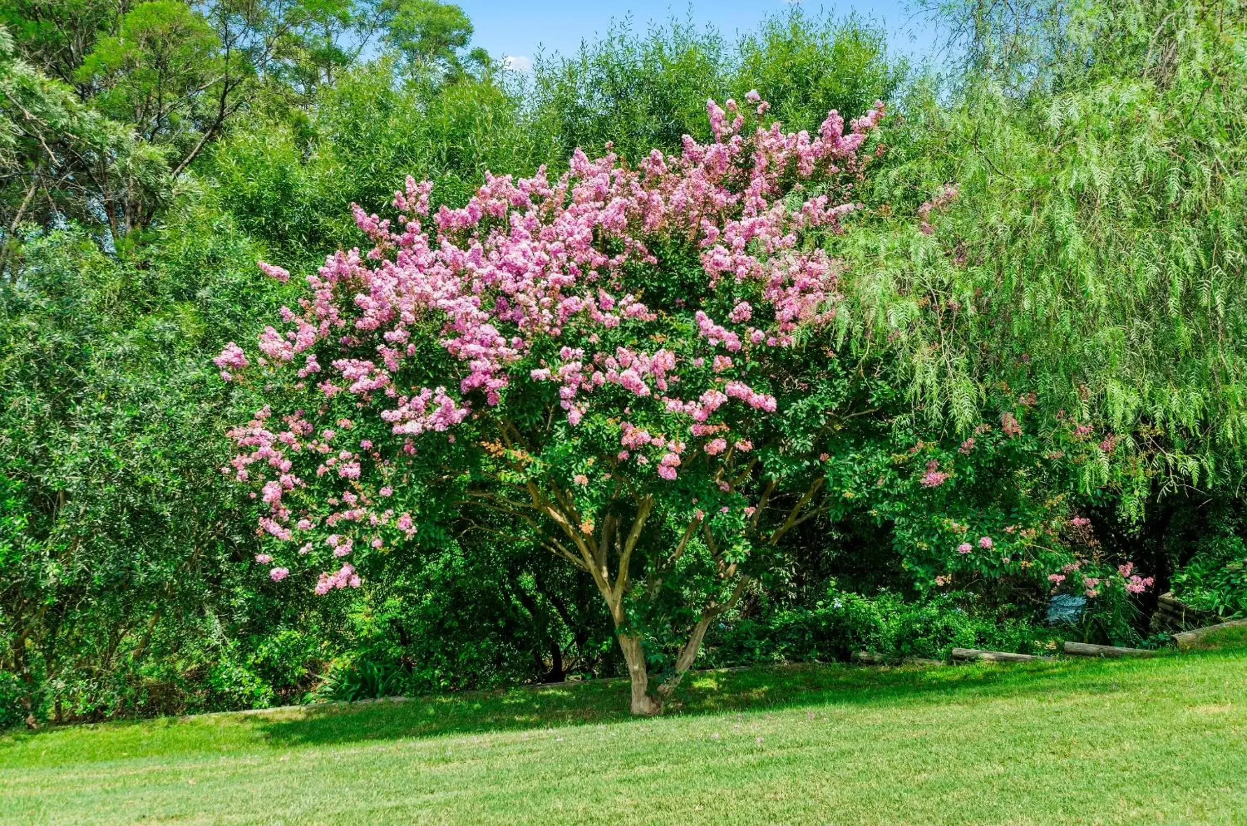 Garden in Solomon Inn Motel Figtree