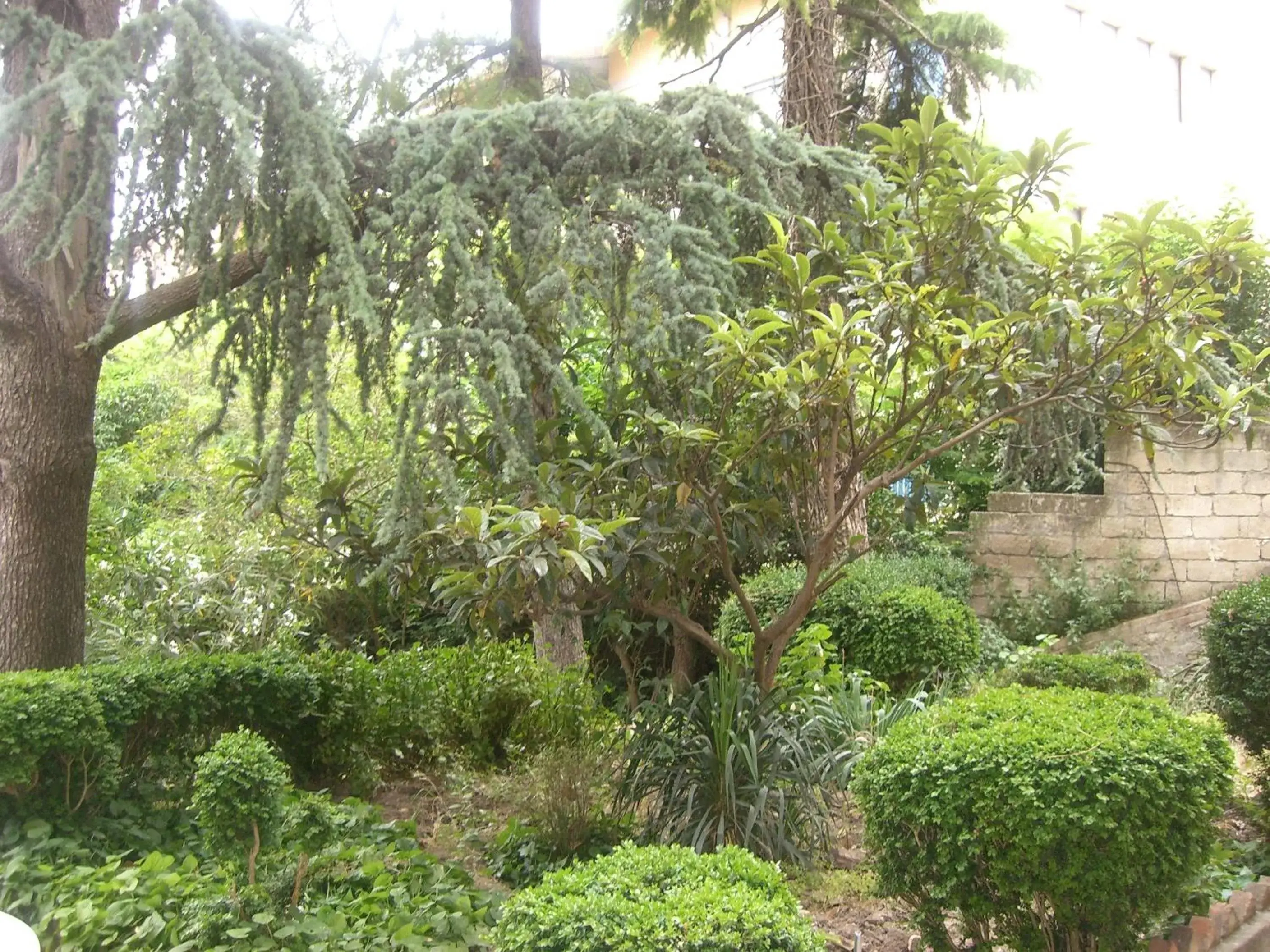 Garden in Villa Genny