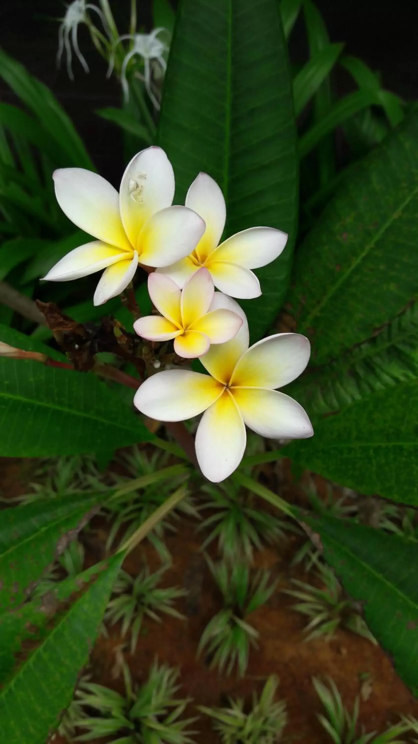 Garden in The Fong Krabi resort