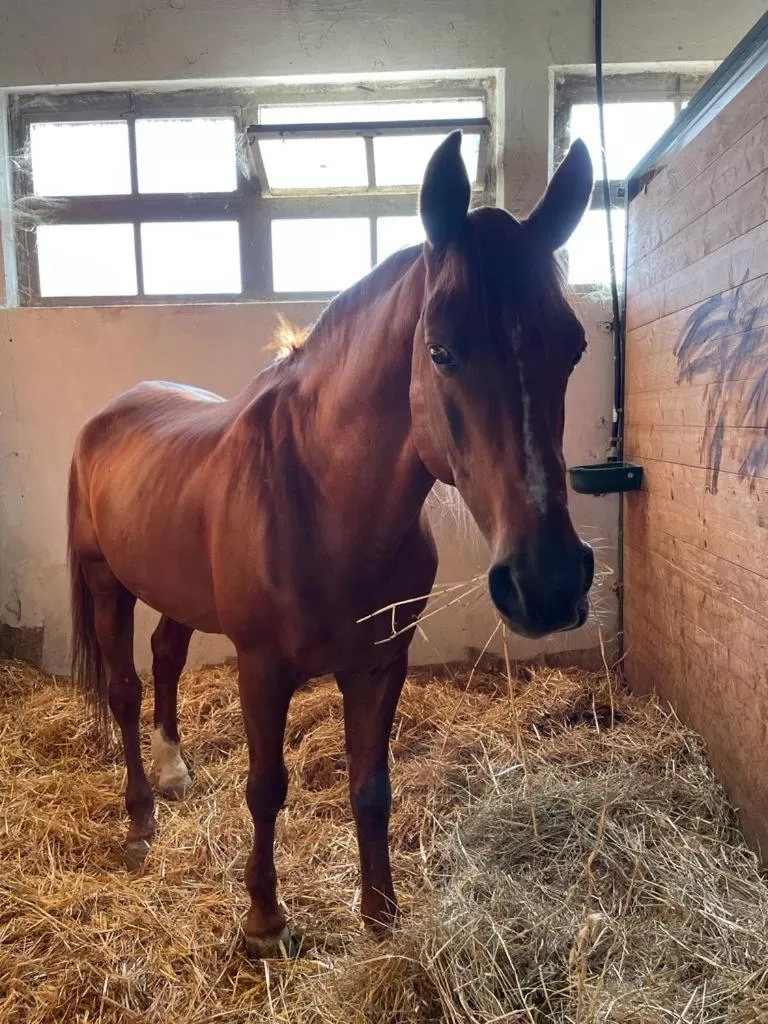 Other Animals in B&B Tenuta Filippi