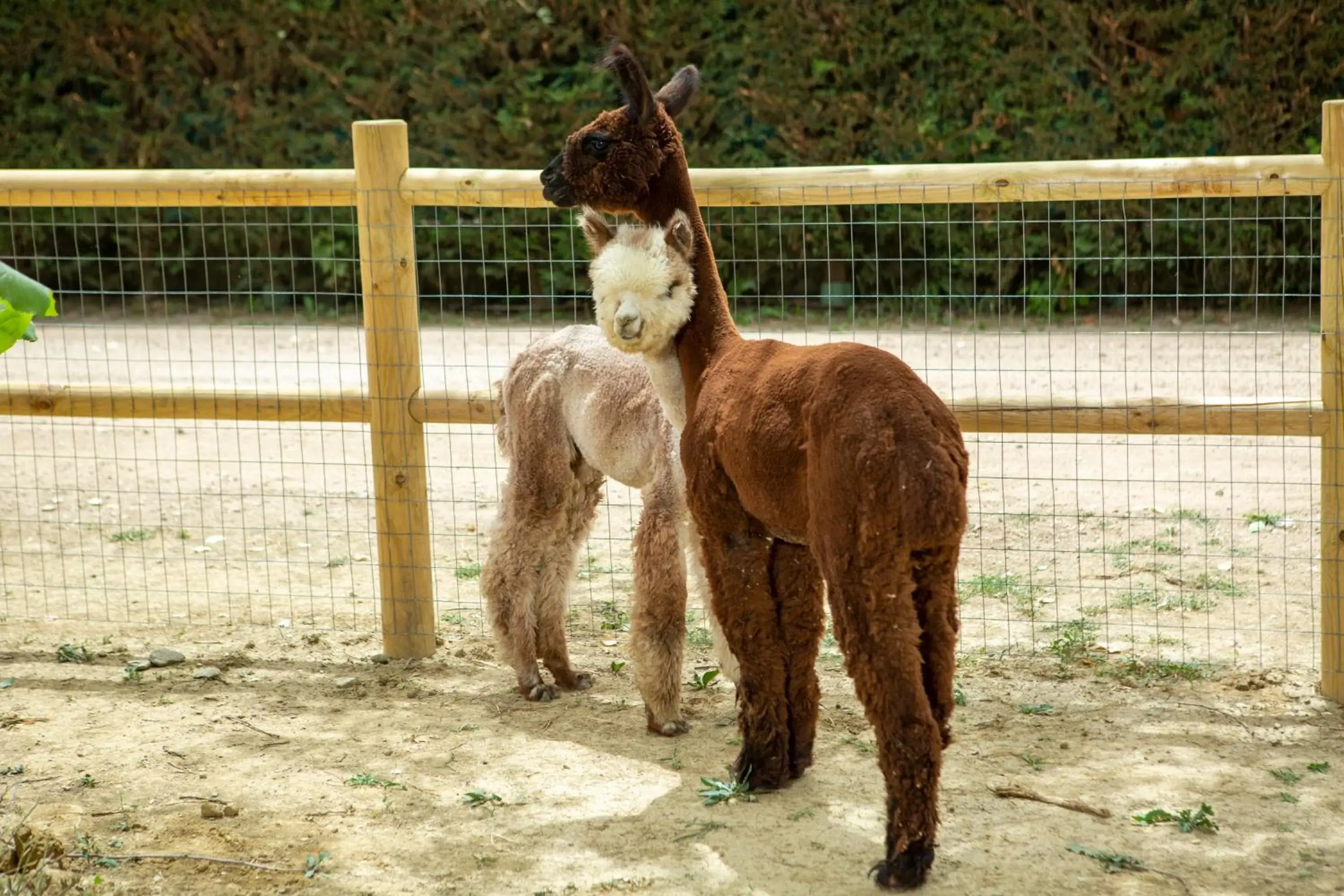 Animals, Other Animals in Hotel Le Capanne