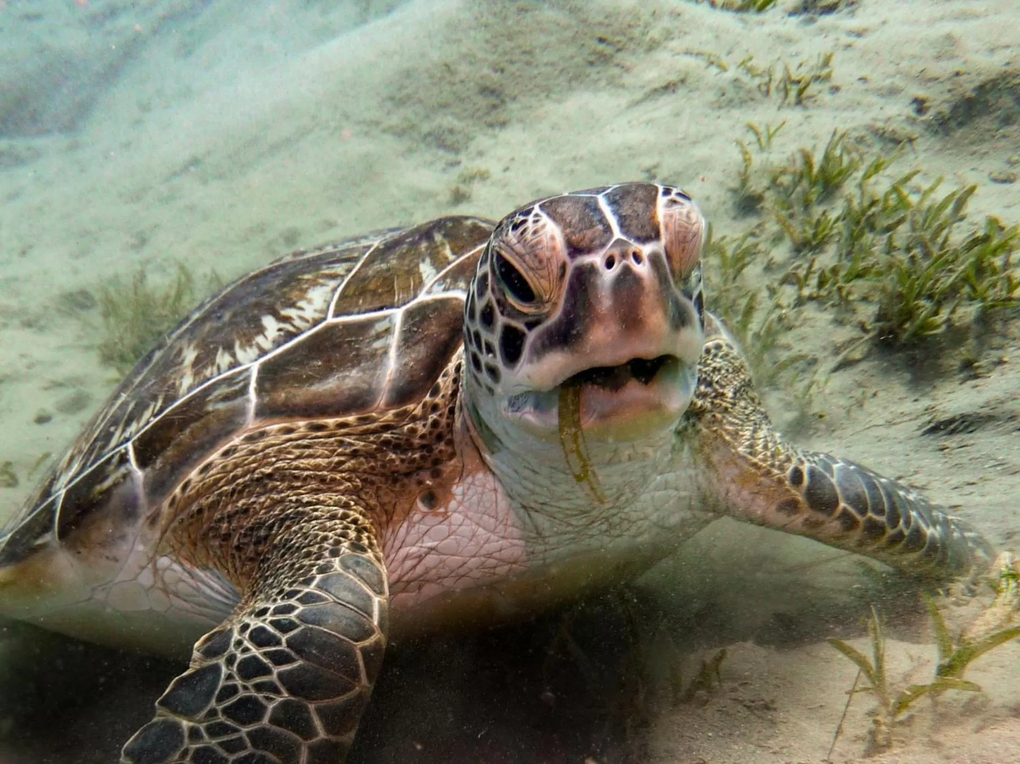 Snorkeling in Coral Sun Beach