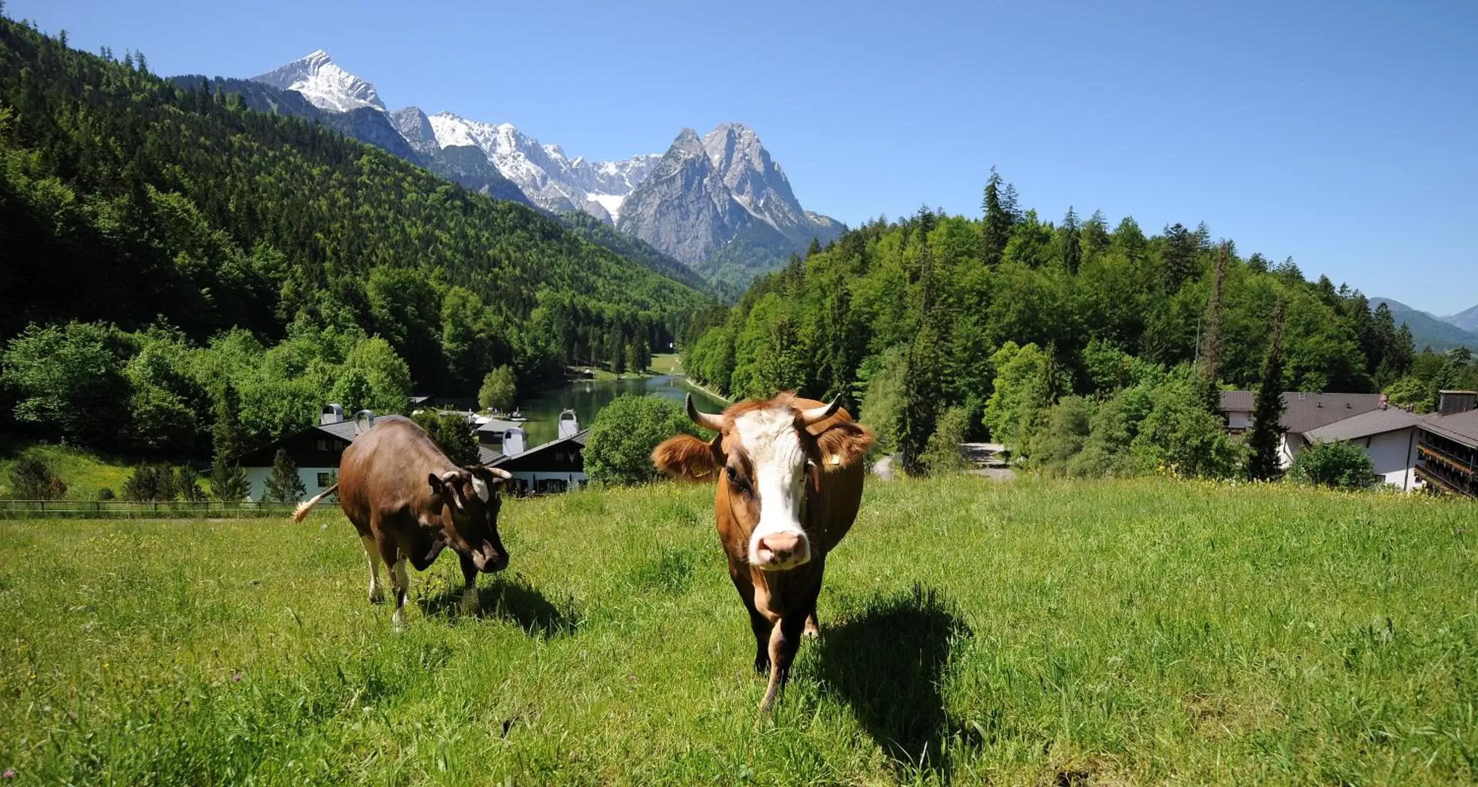 Animals in Riessersee Hotel